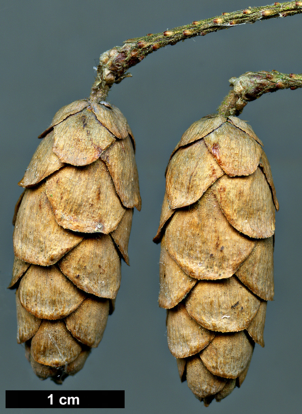 High resolution image: Family: Pinaceae - Genus: Tsuga - Taxon: canadensis