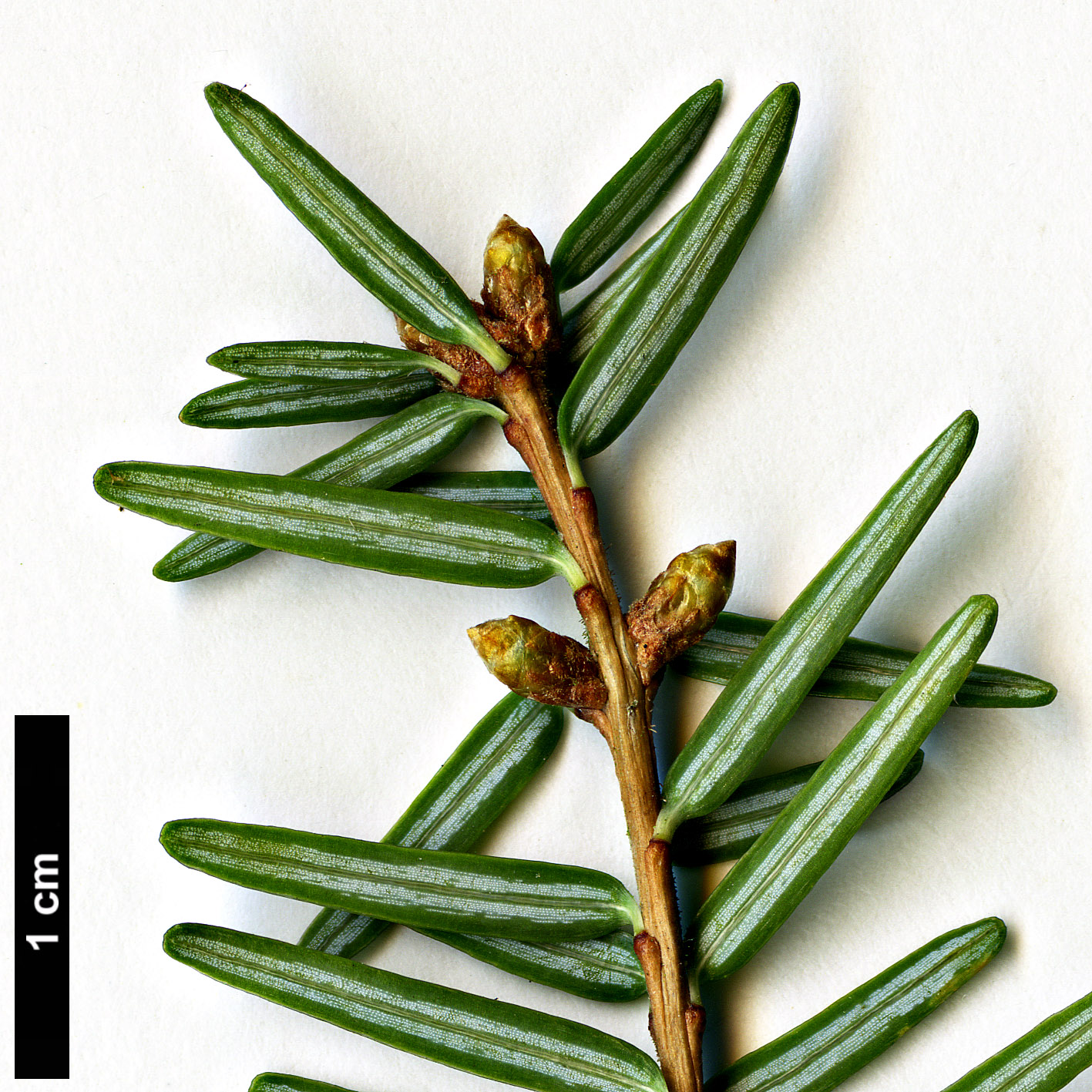 High resolution image: Family: Pinaceae - Genus: Tsuga - Taxon: caroliniana