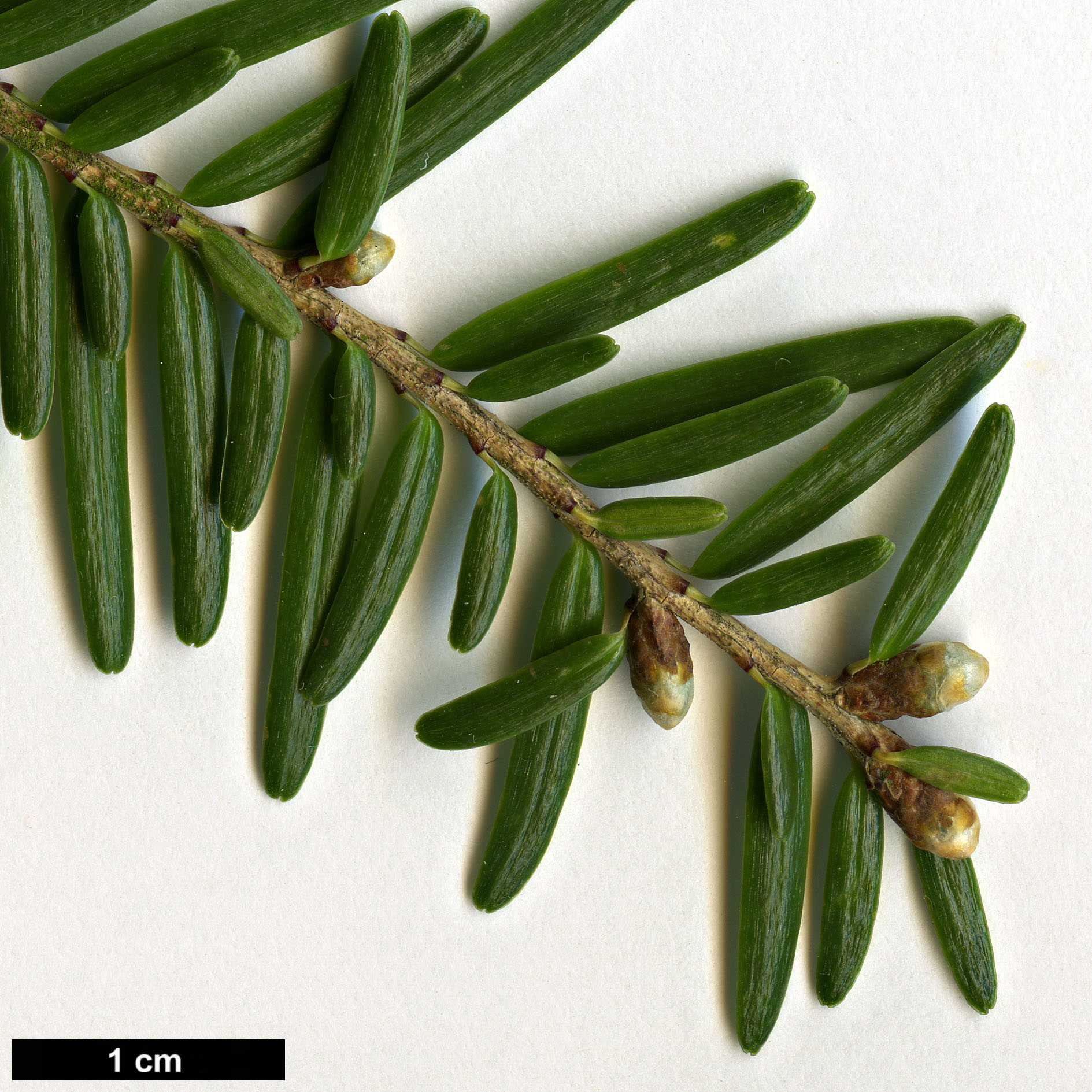 High resolution image: Family: Pinaceae - Genus: Tsuga - Taxon: chinensis