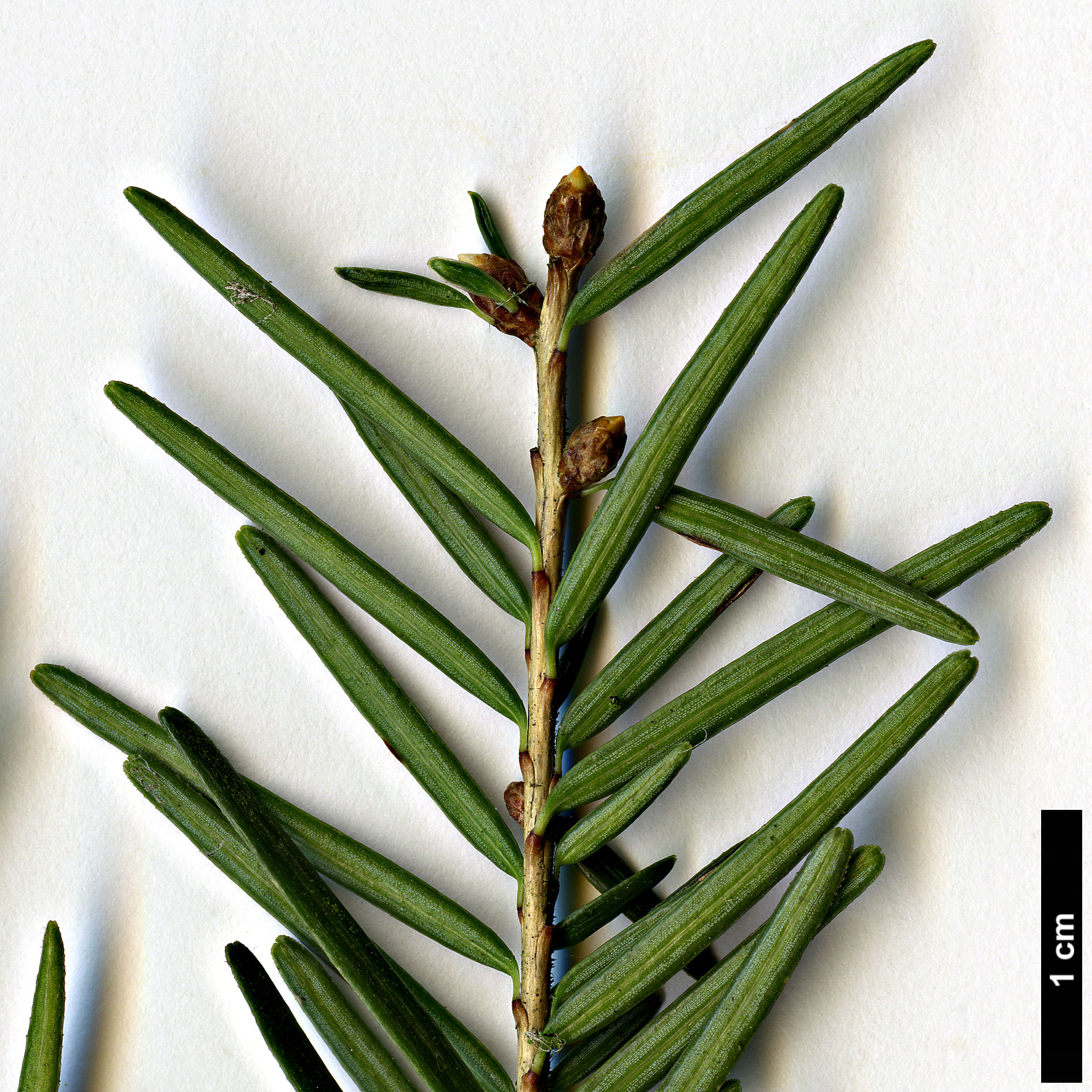 High resolution image: Family: Pinaceae - Genus: Tsuga - Taxon: chinensis