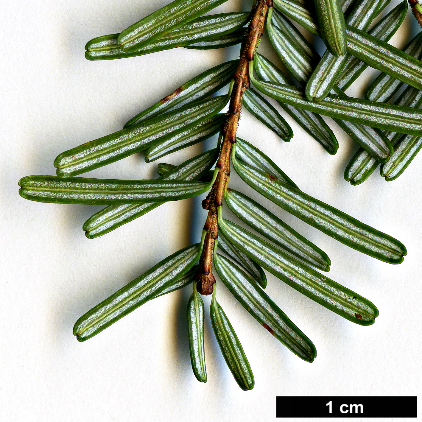 High resolution image: Family: Pinaceae - Genus: Tsuga - Taxon: diversifolia