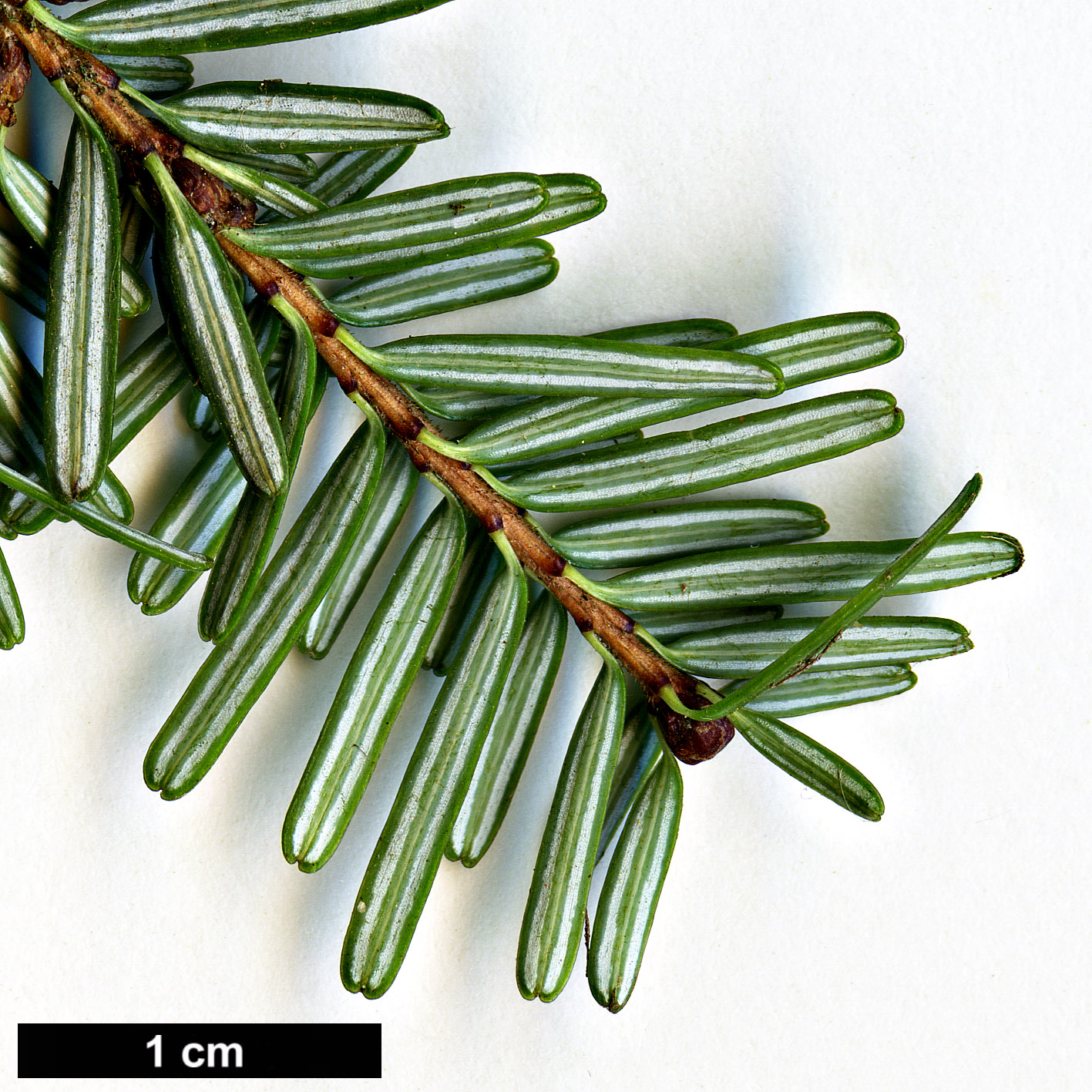 High resolution image: Family: Pinaceae - Genus: Tsuga - Taxon: diversifolia