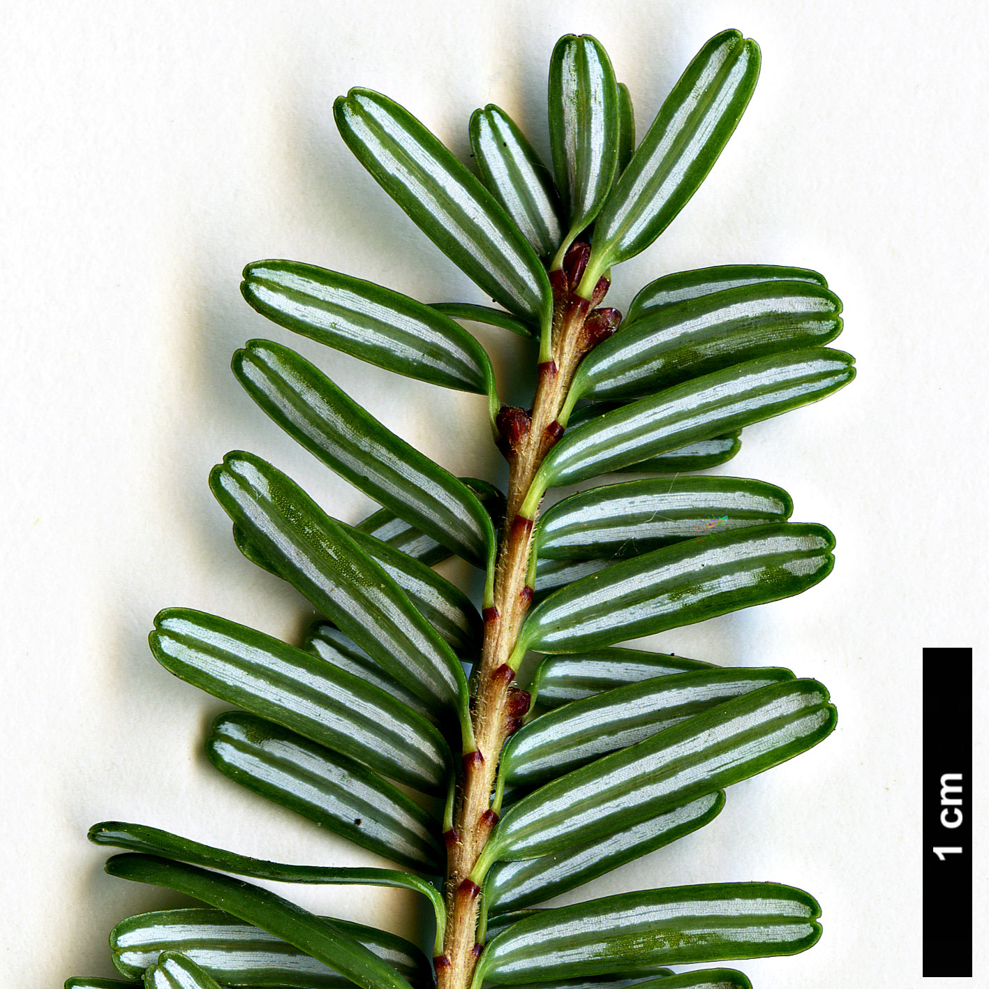 High resolution image: Family: Pinaceae - Genus: Tsuga - Taxon: diversifolia