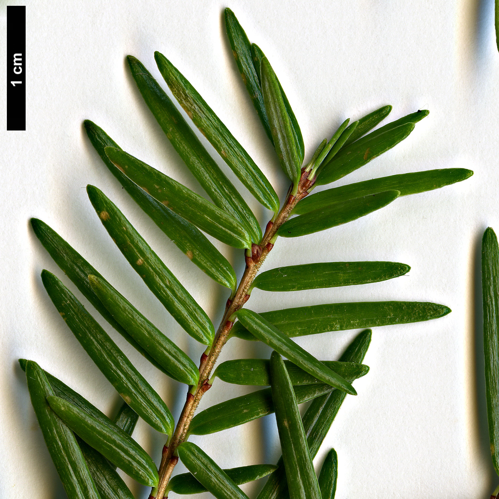 High resolution image: Family: Pinaceae - Genus: Tsuga - Taxon: forrestii