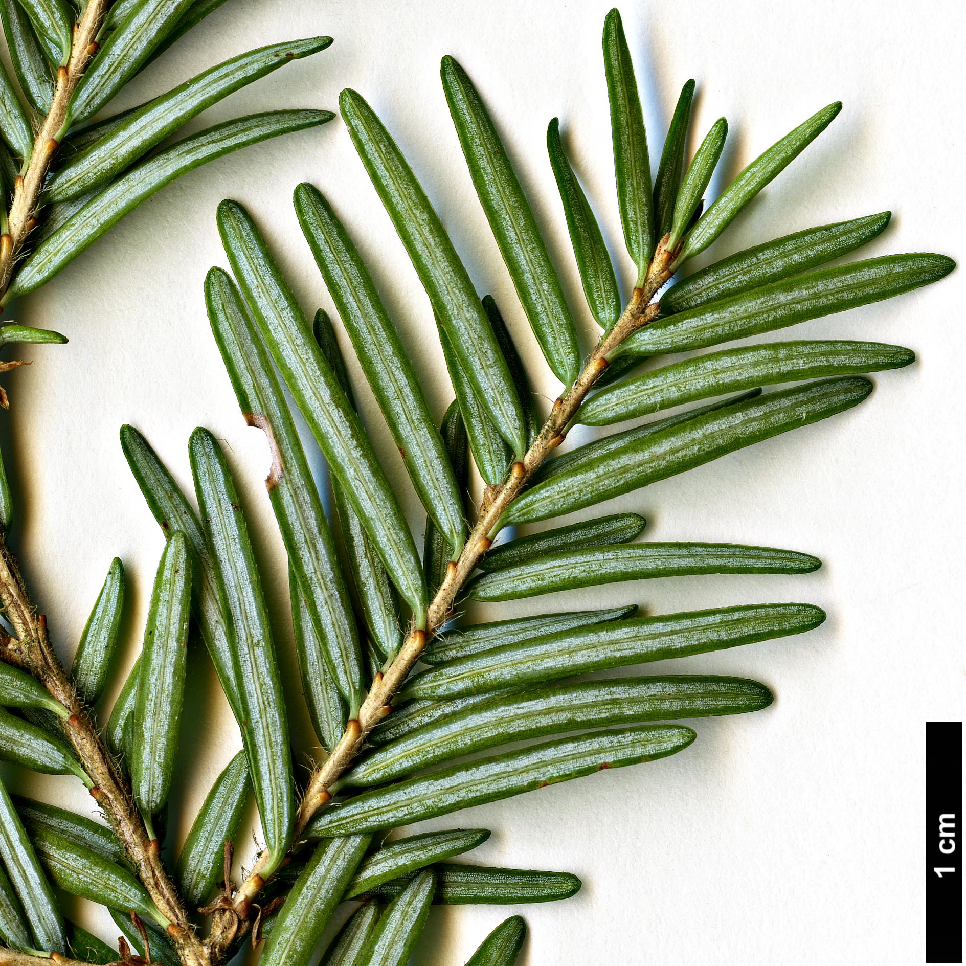 High resolution image: Family: Pinaceae - Genus: Tsuga - Taxon: heterophylla High resolution image: Family: Pinaceae - Genus: Tsuga - Taxon: heterophylla