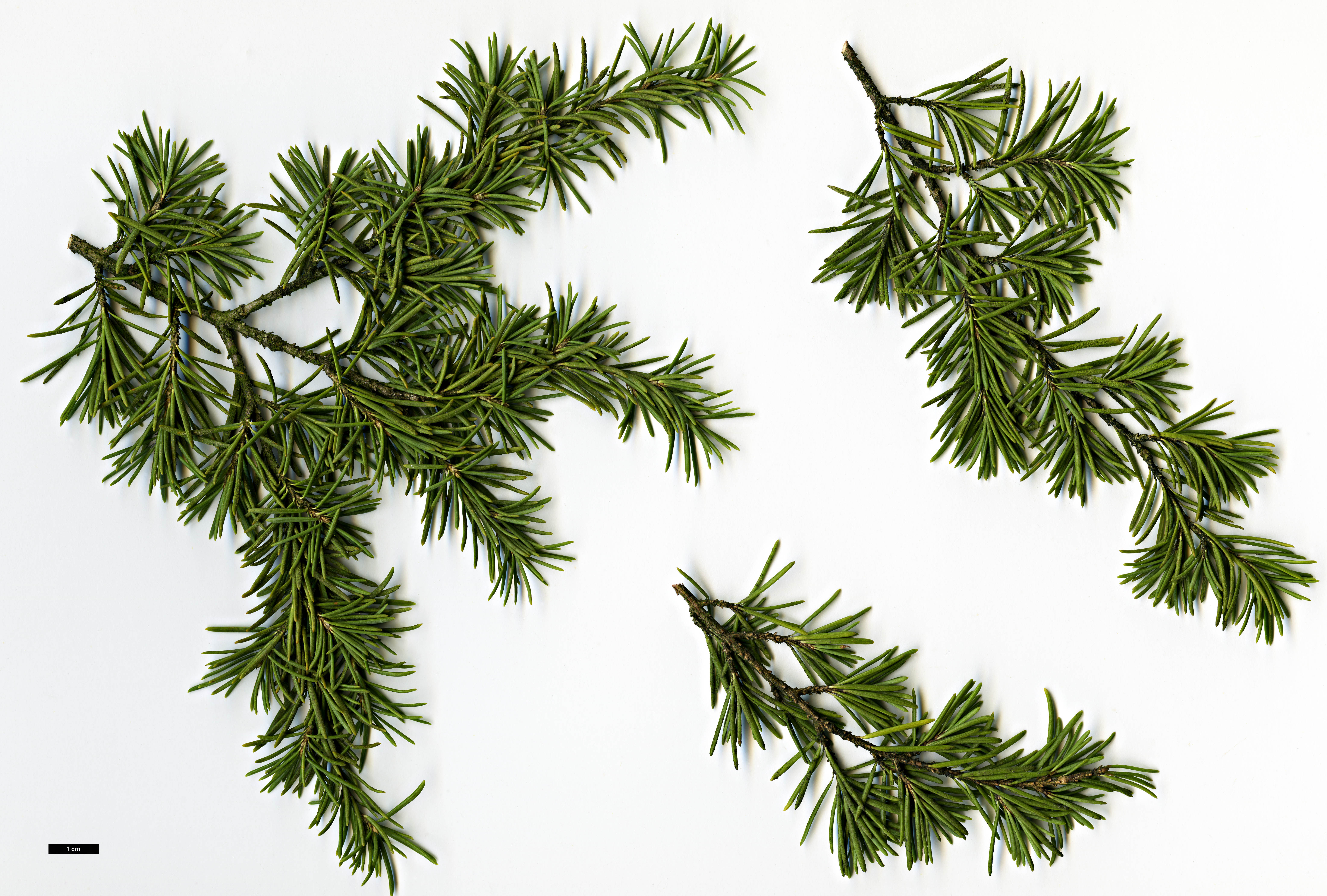 High resolution image: Family: Pinaceae - Genus: Tsuga - Taxon: mertensiana High resolution image: Family: Pinaceae - Genus: Tsuga - Taxon: mertensiana