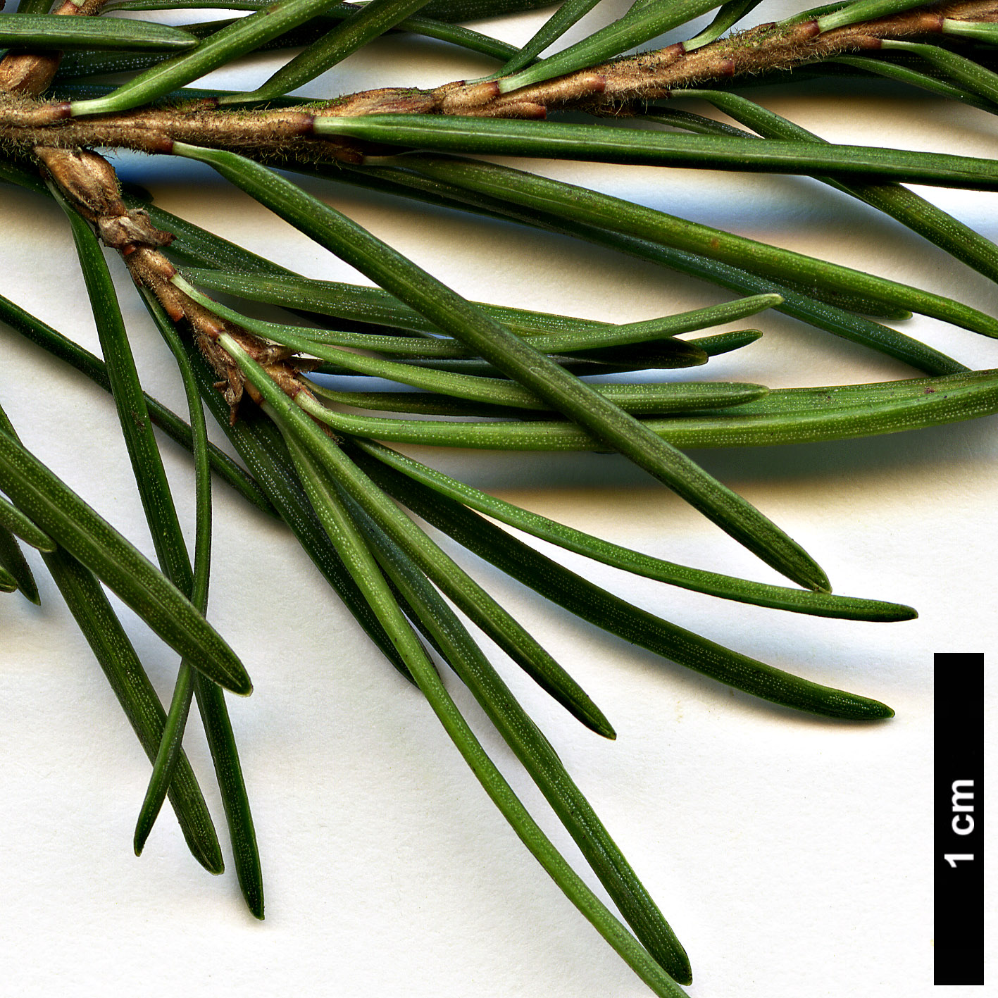 High resolution image: Family: Pinaceae - Genus: Tsuga - Taxon: mertensiana High resolution image: Family: Pinaceae - Genus: Tsuga - Taxon: mertensiana