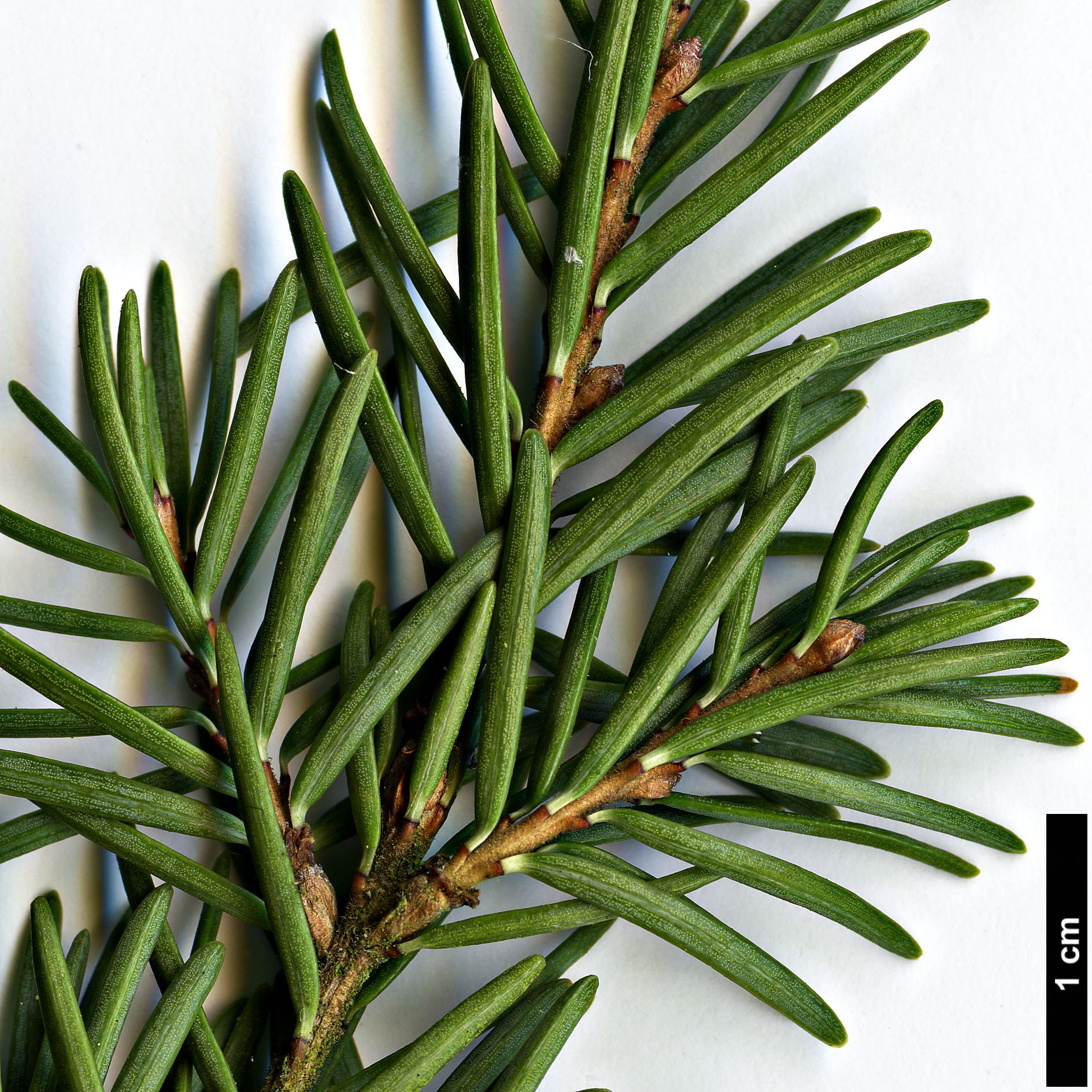 High resolution image: Family: Pinaceae - Genus: Tsuga - Taxon: mertensiana High resolution image: Family: Pinaceae - Genus: Tsuga - Taxon: mertensiana