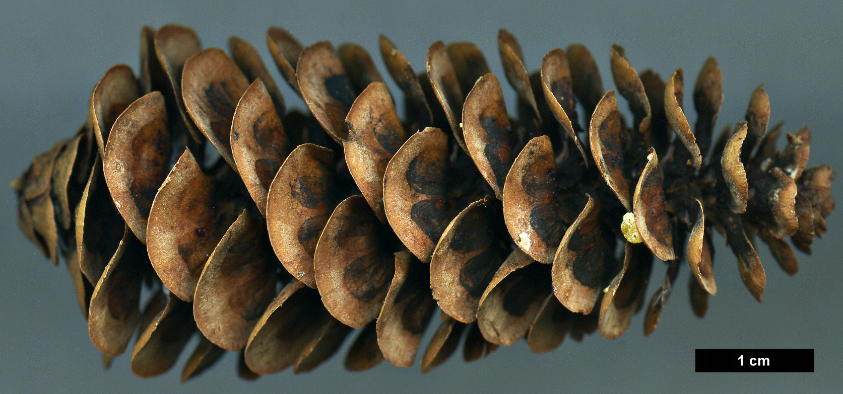 High resolution image: Family: Pinaceae - Genus: Tsuga - Taxon: mertensiana High resolution image: Family: Pinaceae - Genus: Tsuga - Taxon: mertensiana