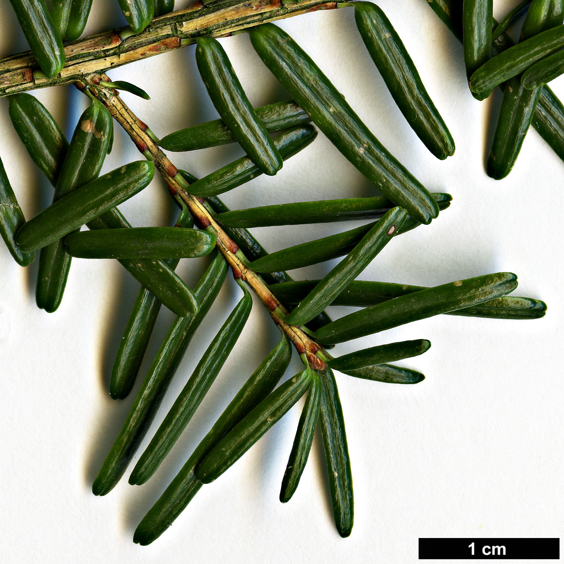 High resolution image: Family: Pinaceae - Genus: Tsuga - Taxon: sieboldii