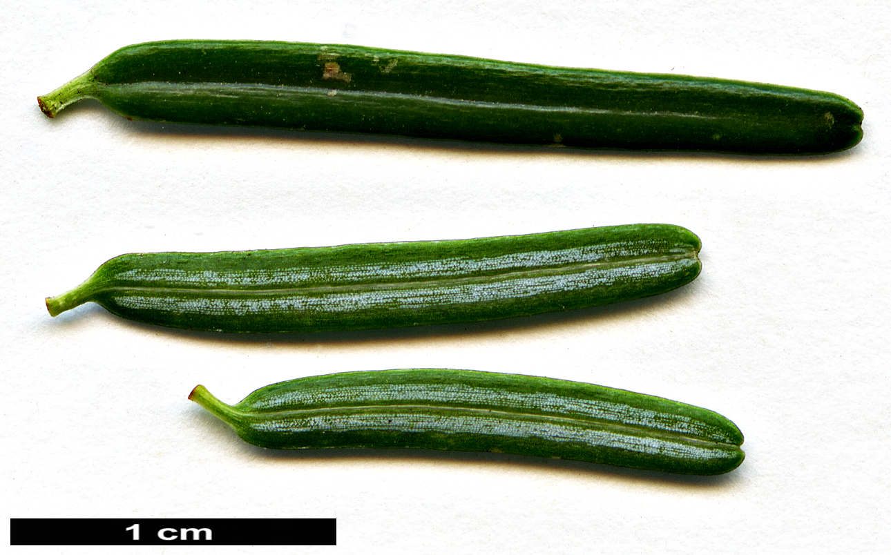 High resolution image: Family: Pinaceae - Genus: Tsuga - Taxon: sieboldii