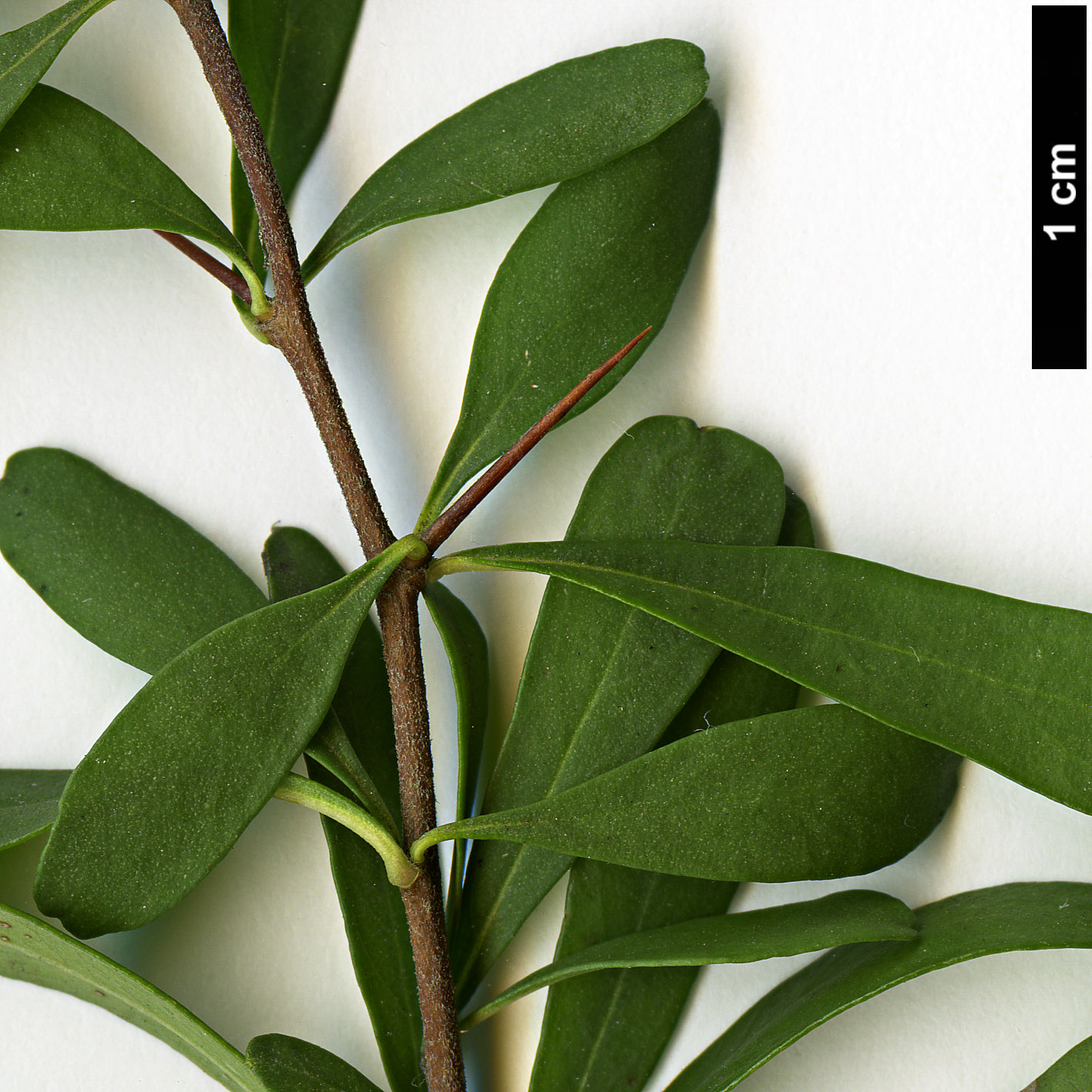 High resolution image: Family: Pittosporaceae - Genus: Bursaria - Taxon: spinosa High resolution image: Family: Pittosporaceae - Genus: Bursaria - Taxon: spinosa