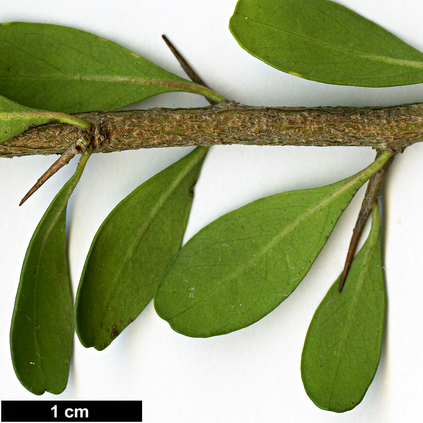 High resolution image: Family: Pittosporaceae - Genus: Bursaria - Taxon: spinosa High resolution image: Family: Pittosporaceae - Genus: Bursaria - Taxon: spinosa