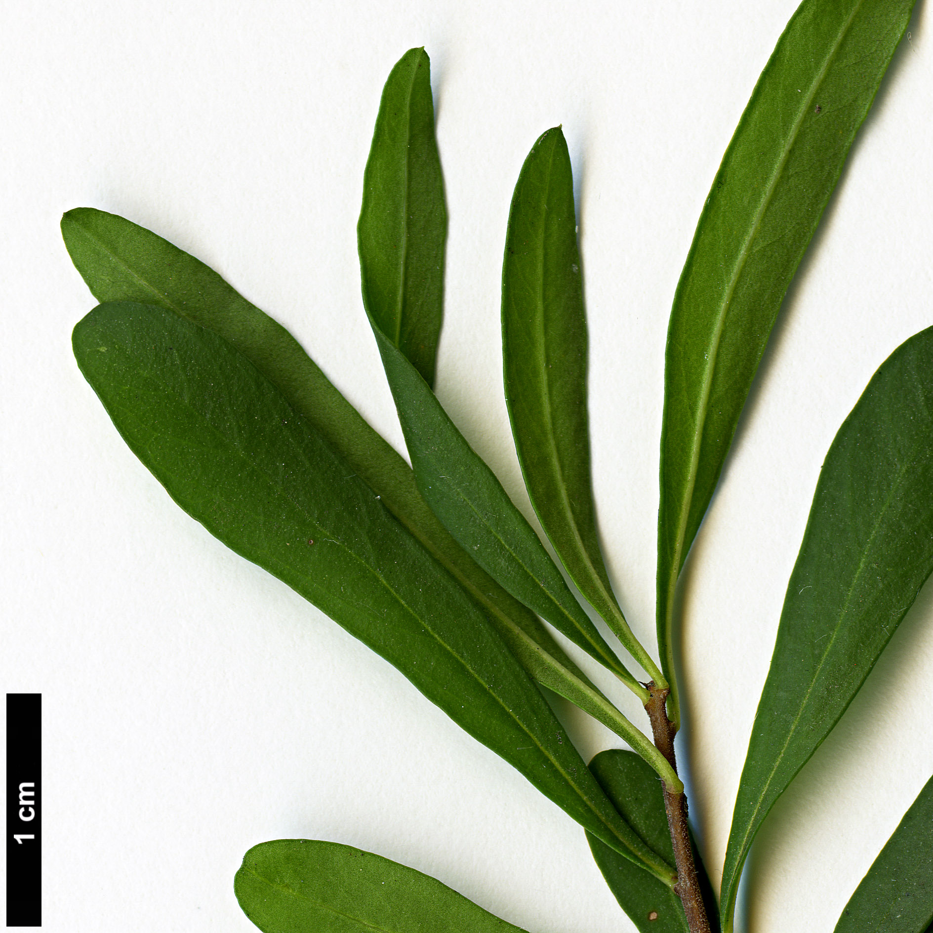 High resolution image: Family: Pittosporaceae - Genus: Bursaria - Taxon: spinosa High resolution image: Family: Pittosporaceae - Genus: Bursaria - Taxon: spinosa