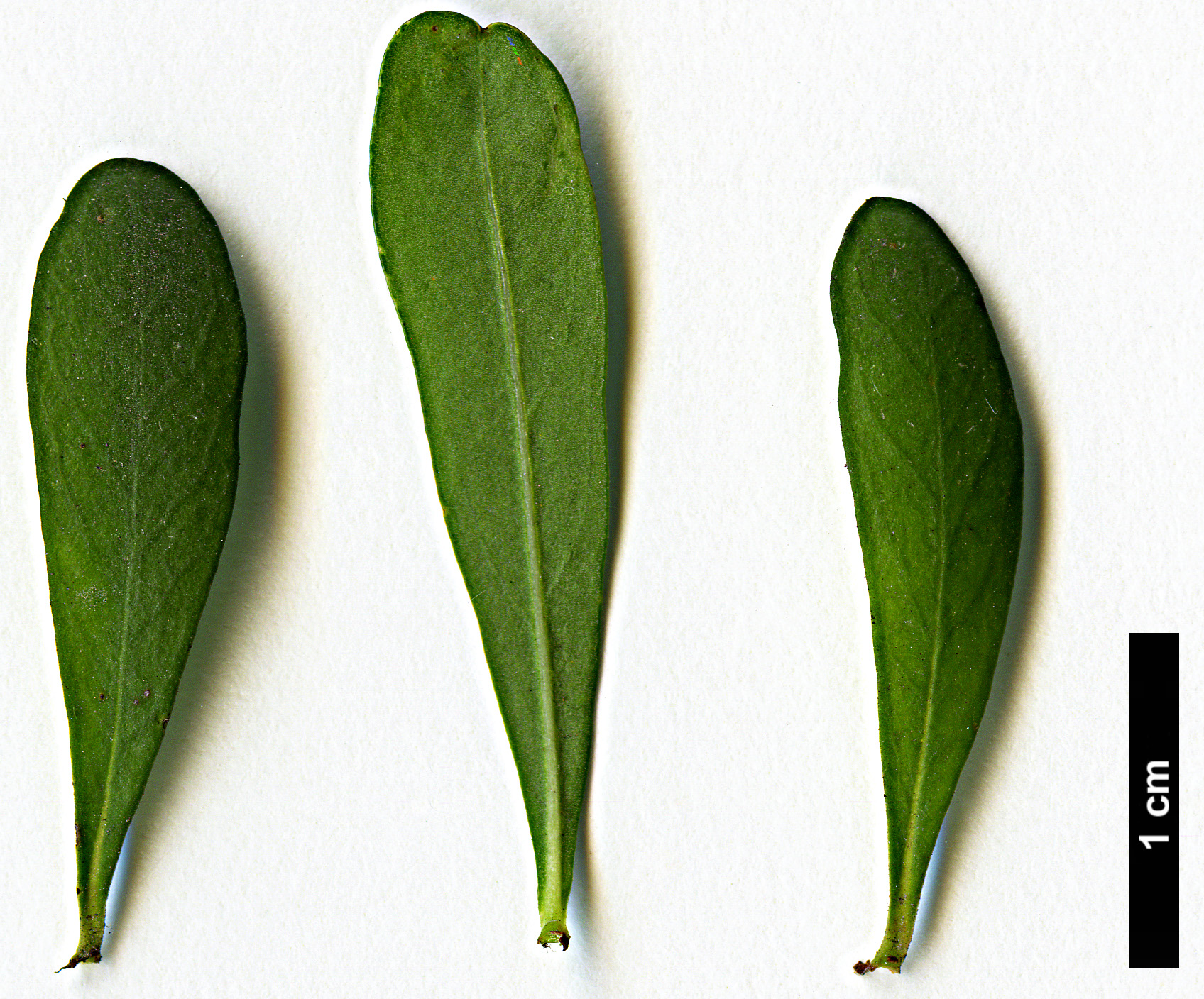 High resolution image: Family: Pittosporaceae - Genus: Bursaria - Taxon: spinosa High resolution image: Family: Pittosporaceae - Genus: Bursaria - Taxon: spinosa