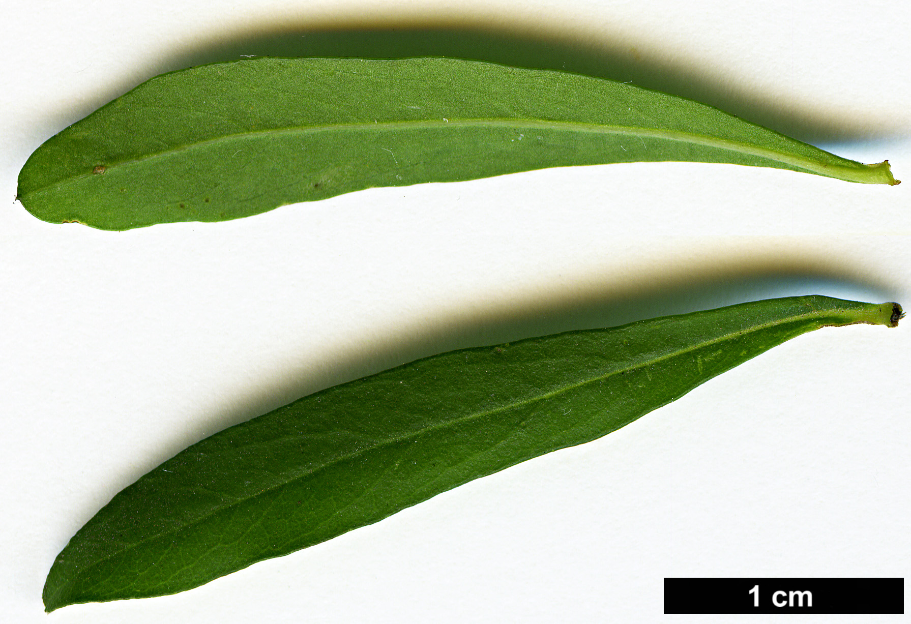 High resolution image: Family: Pittosporaceae - Genus: Bursaria - Taxon: spinosa High resolution image: Family: Pittosporaceae - Genus: Bursaria - Taxon: spinosa