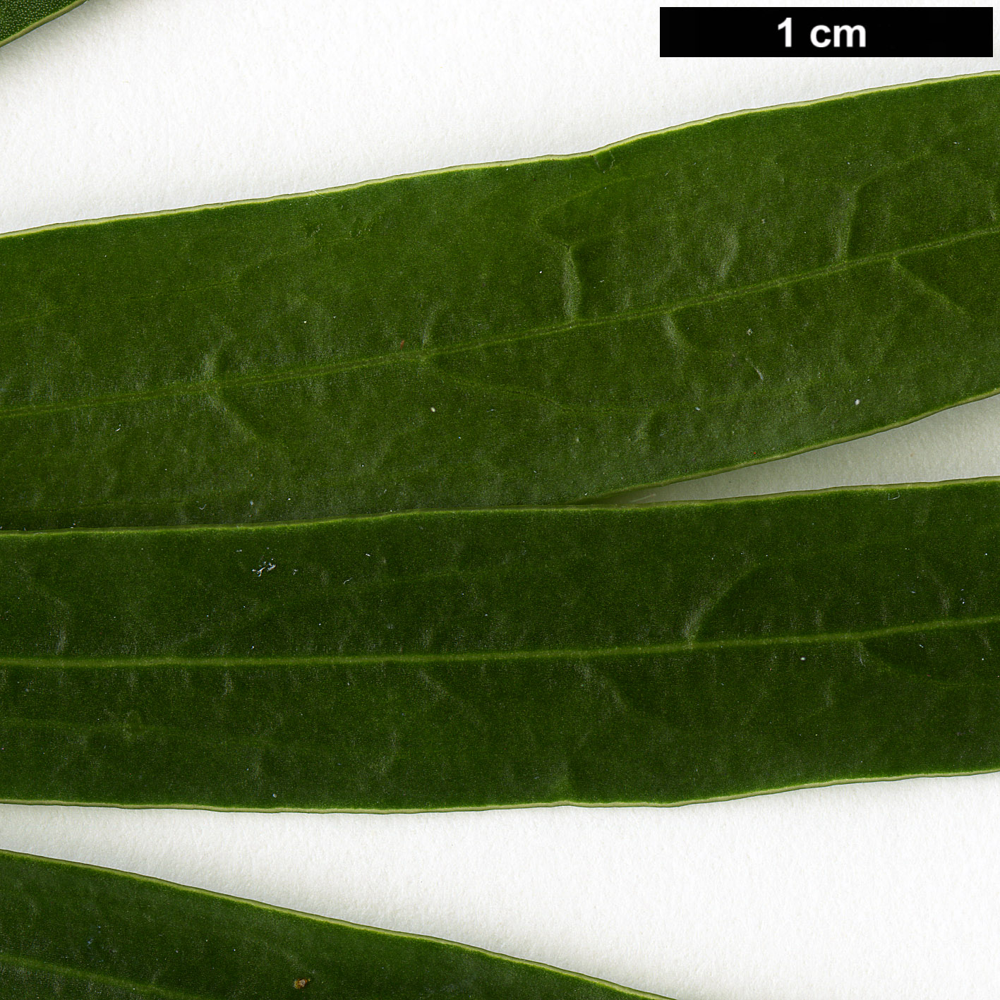 High resolution image: Family: Pittosporaceae - Genus: Pittosporum - Taxon: angustifolium