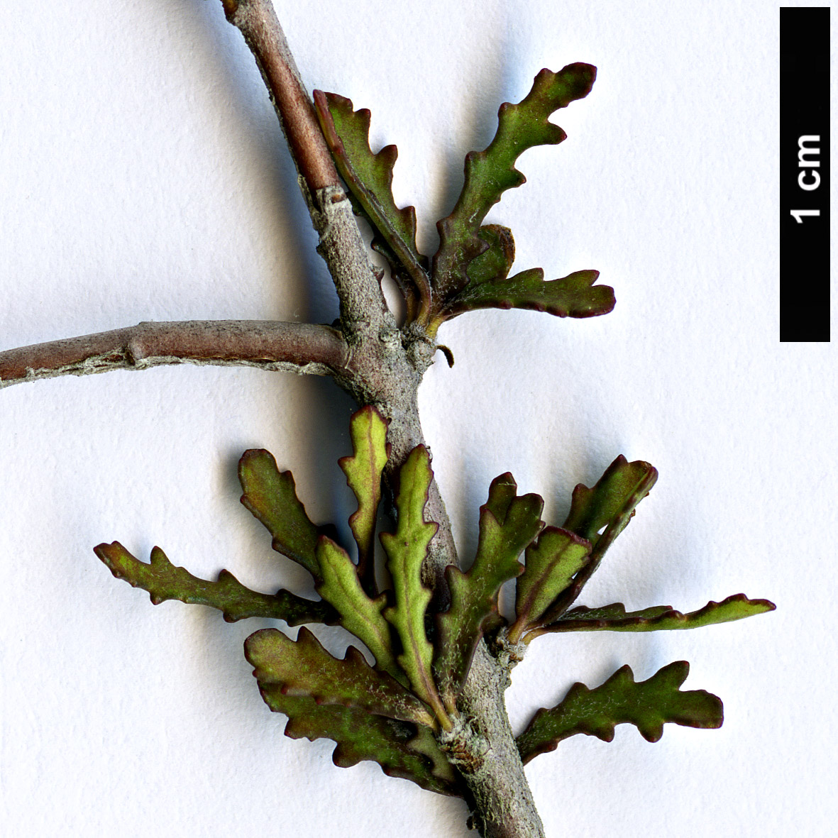 High resolution image: Family: Pittosporaceae - Genus: Pittosporum - Taxon: anomalum