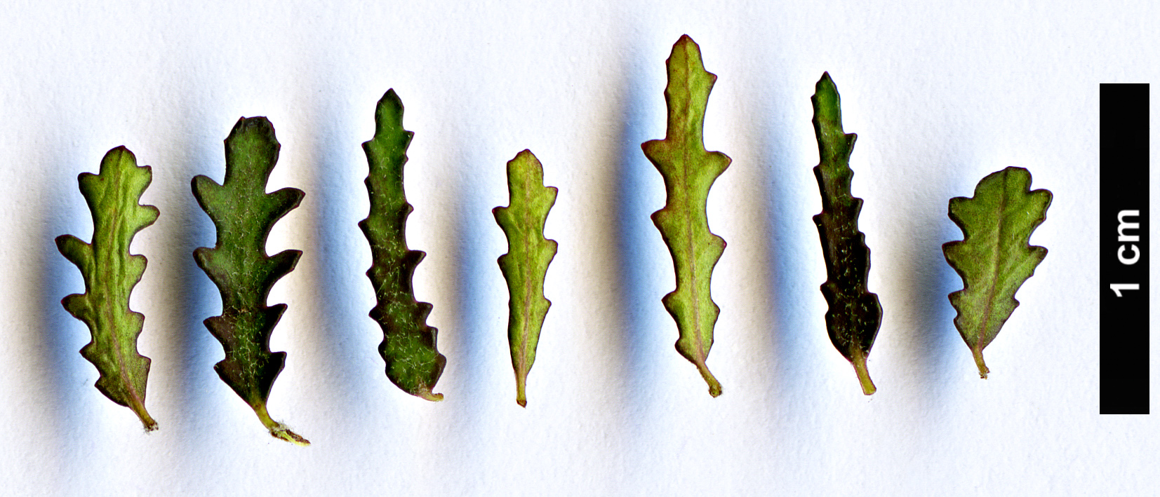 High resolution image: Family: Pittosporaceae - Genus: Pittosporum - Taxon: anomalum