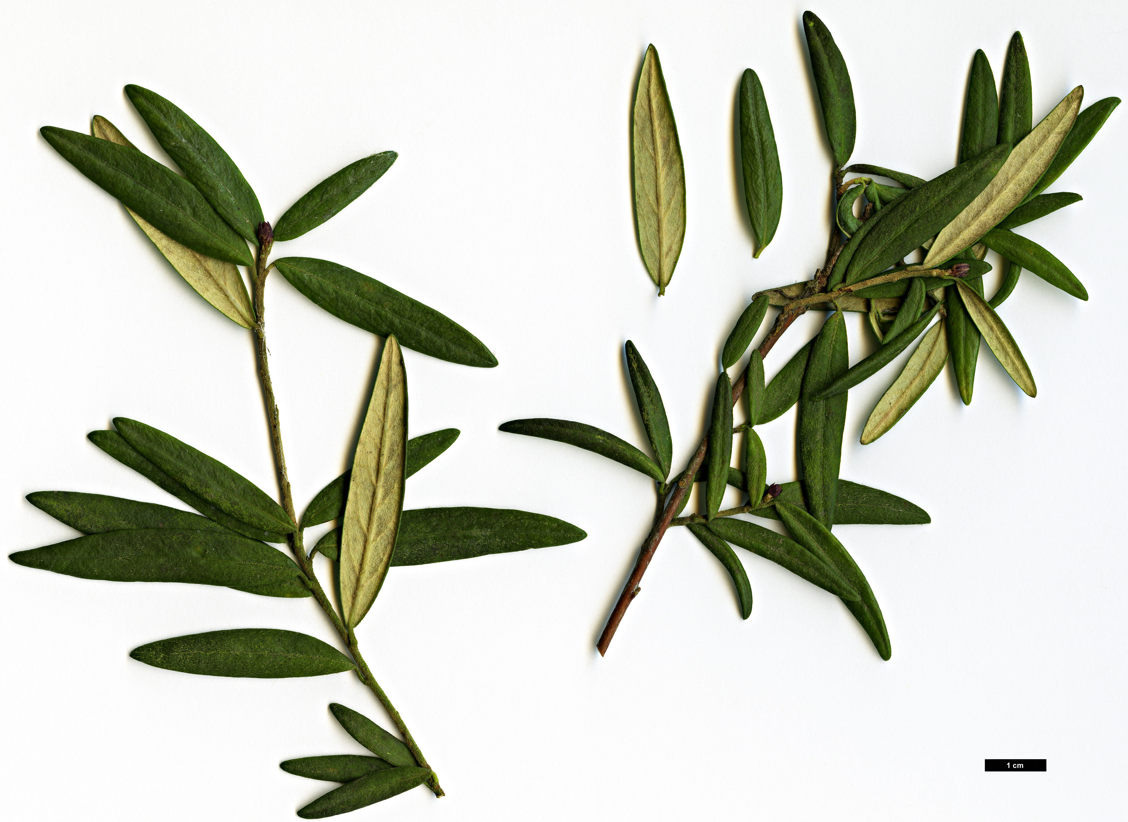 High resolution image: Family: Pittosporaceae - Genus: Pittosporum - Taxon: bicolor High resolution image: Family: Pittosporaceae - Genus: Pittosporum - Taxon: bicolor