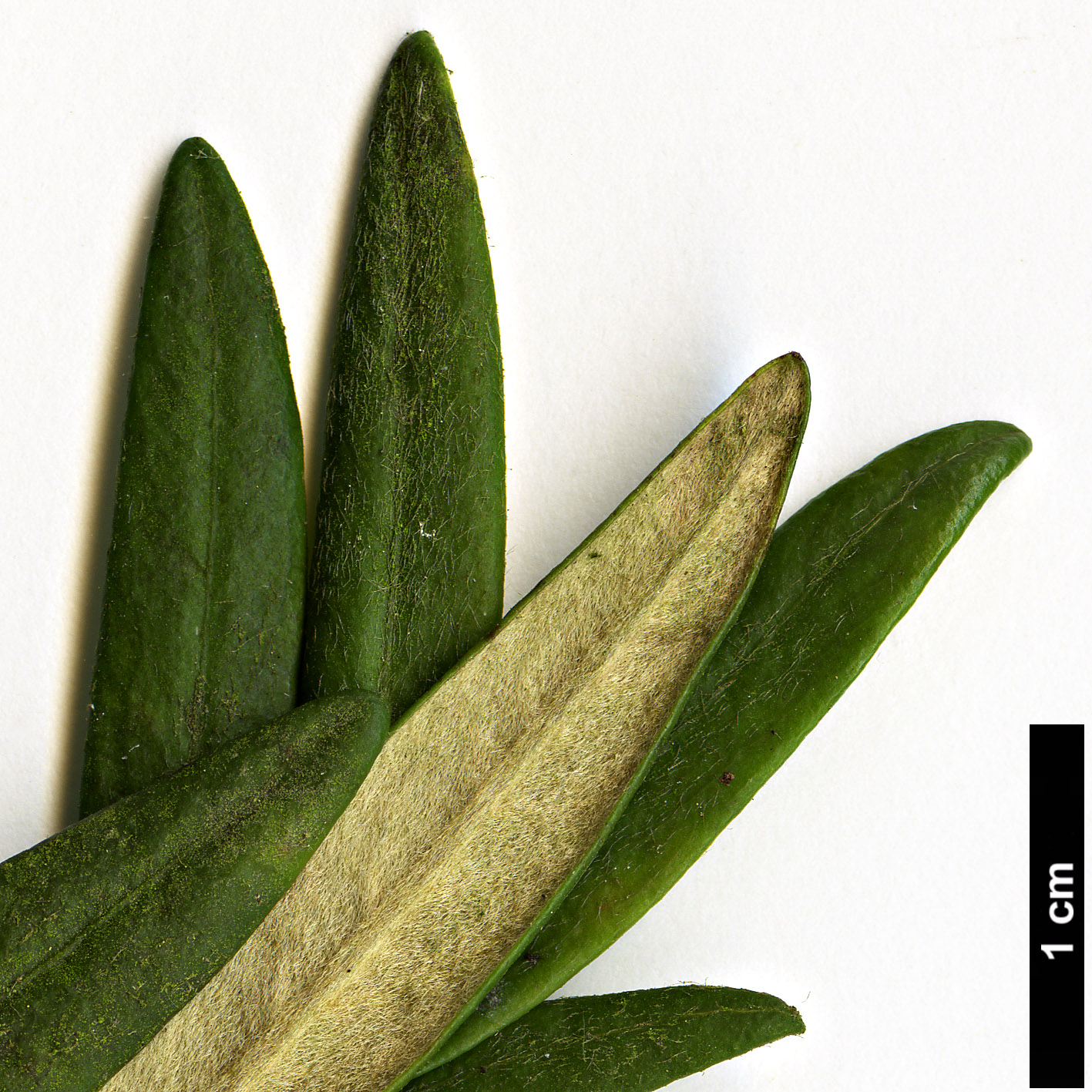 High resolution image: Family: Pittosporaceae - Genus: Pittosporum - Taxon: bicolor High resolution image: Family: Pittosporaceae - Genus: Pittosporum - Taxon: bicolor