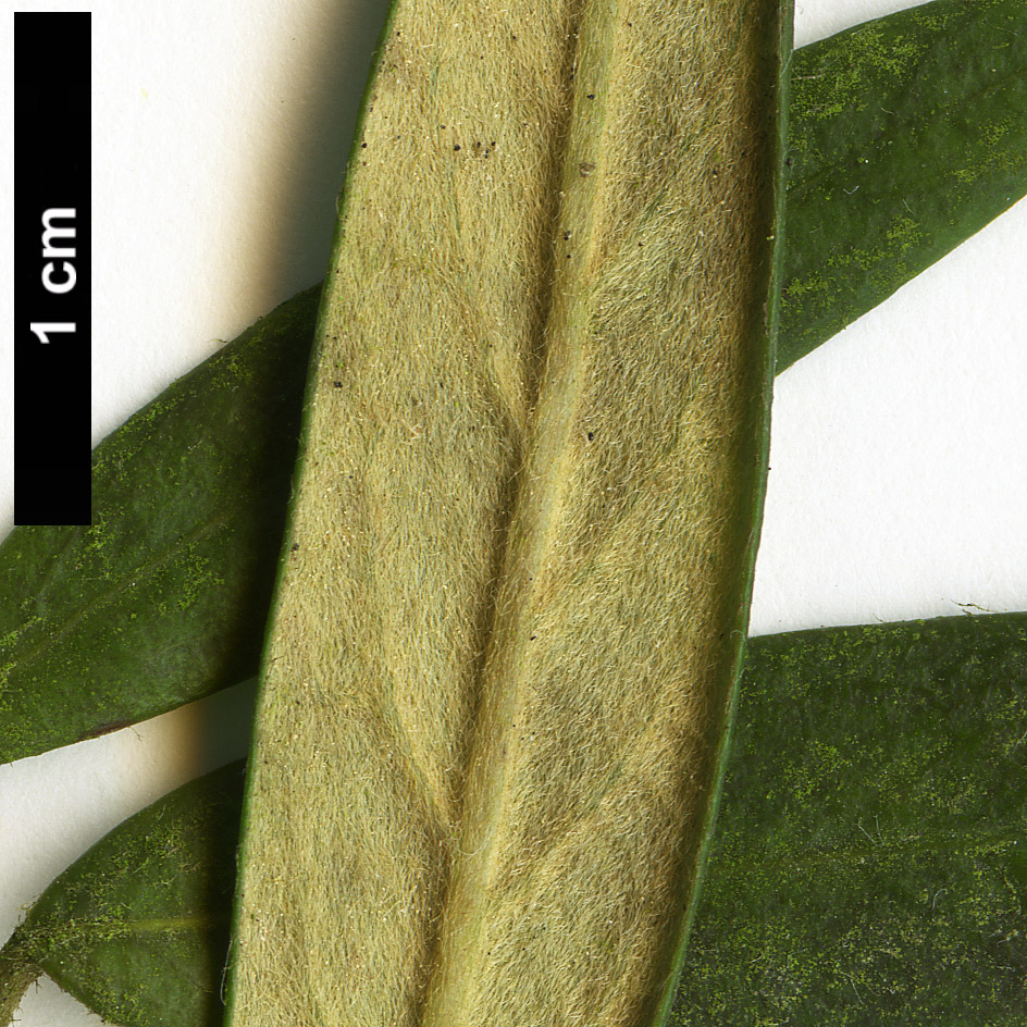 High resolution image: Family: Pittosporaceae - Genus: Pittosporum - Taxon: bicolor High resolution image: Family: Pittosporaceae - Genus: Pittosporum - Taxon: bicolor