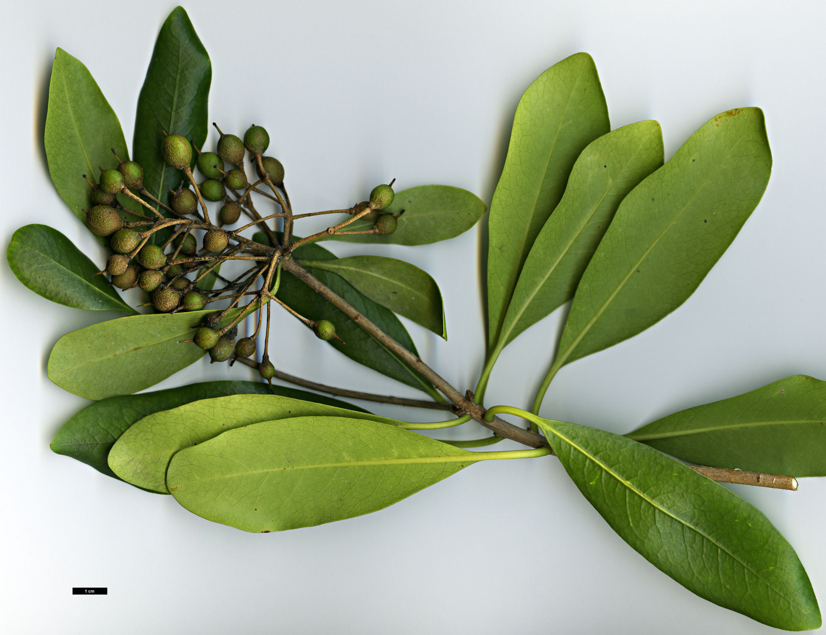 High resolution image: Family: Pittosporaceae - Genus: Pittosporum - Taxon: coriaceum High resolution image: Family: Pittosporaceae - Genus: Pittosporum - Taxon: coriaceum