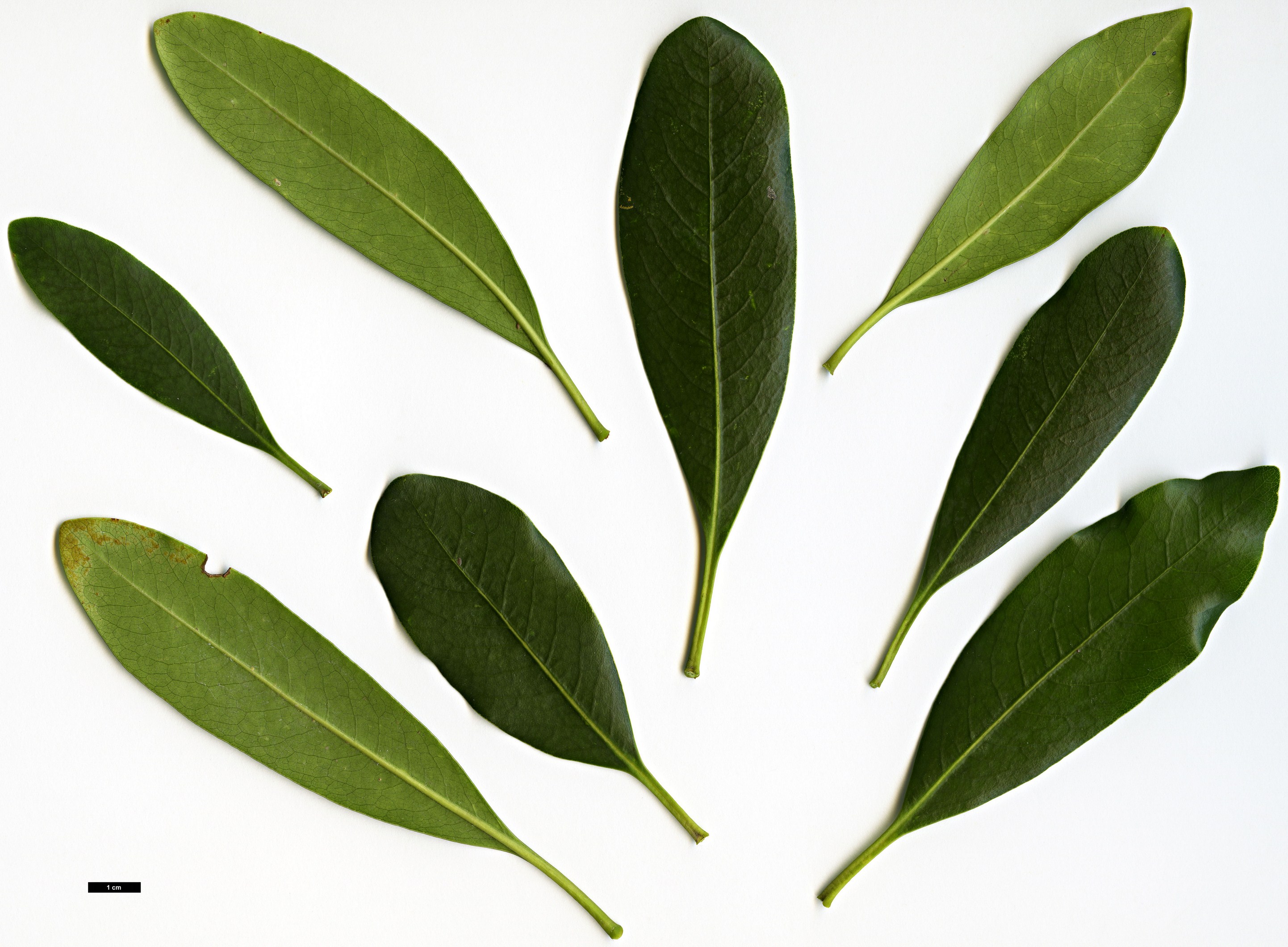 High resolution image: Family: Pittosporaceae - Genus: Pittosporum - Taxon: coriaceum High resolution image: Family: Pittosporaceae - Genus: Pittosporum - Taxon: coriaceum