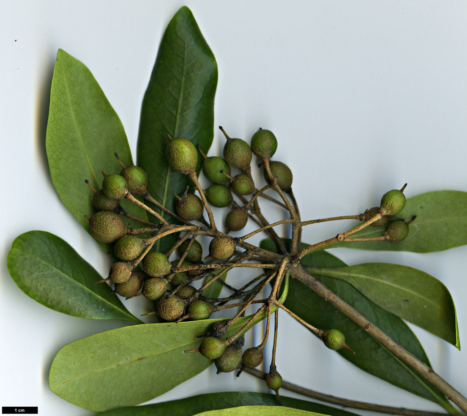 High resolution image: Family: Pittosporaceae - Genus: Pittosporum - Taxon: coriaceum High resolution image: Family: Pittosporaceae - Genus: Pittosporum - Taxon: coriaceum