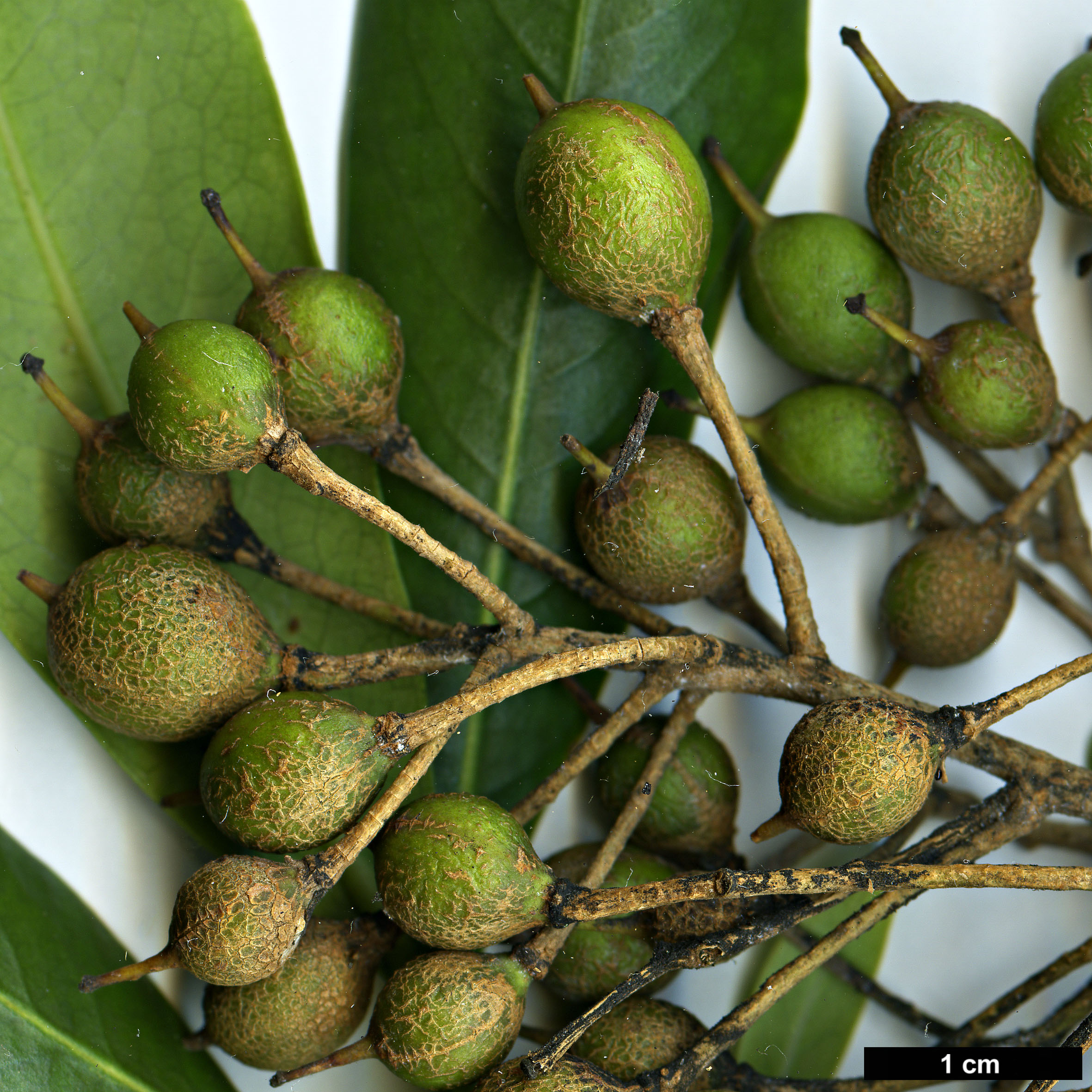 High resolution image: Family: Pittosporaceae - Genus: Pittosporum - Taxon: coriaceum High resolution image: Family: Pittosporaceae - Genus: Pittosporum - Taxon: coriaceum