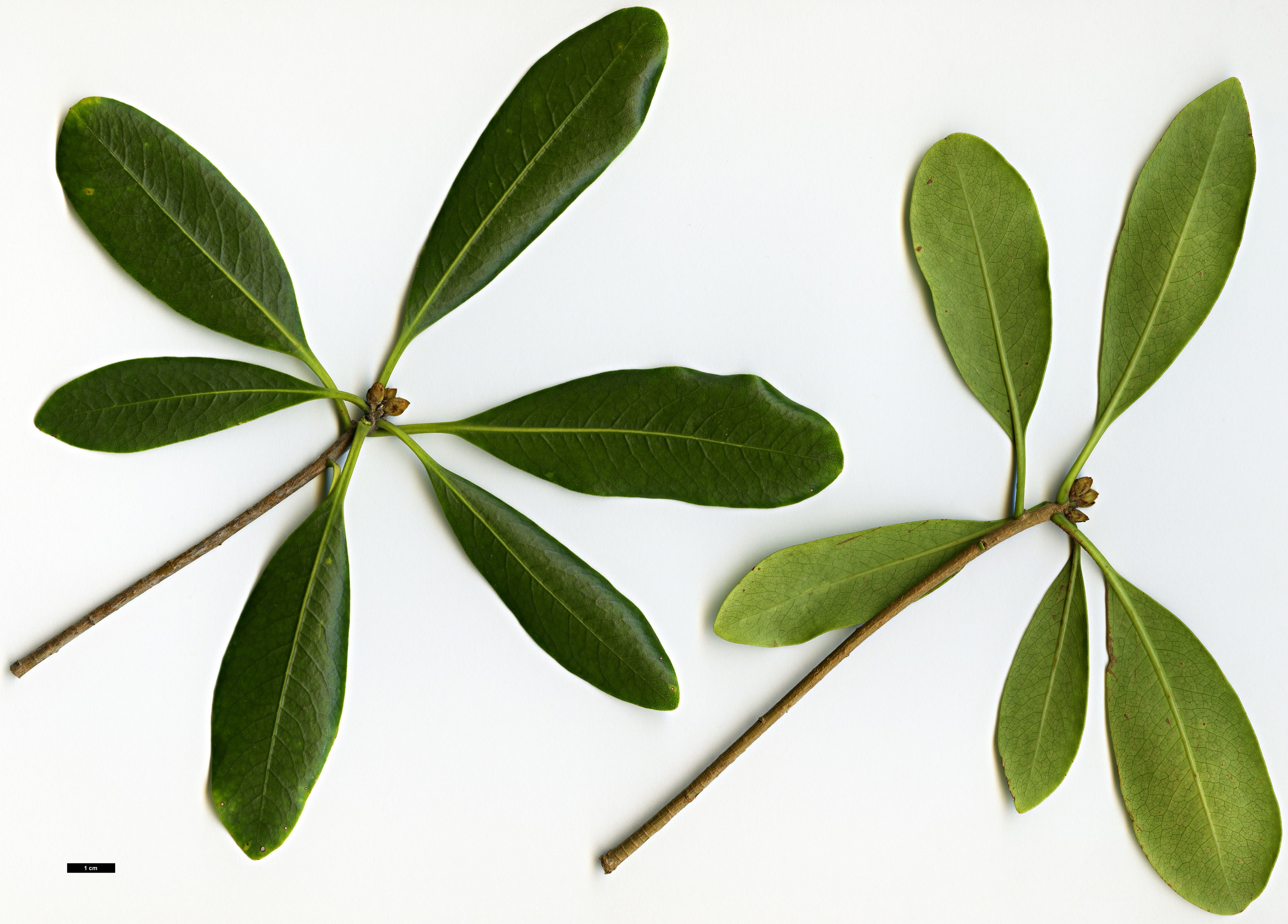 High resolution image: Family: Pittosporaceae - Genus: Pittosporum - Taxon: coriaceum High resolution image: Family: Pittosporaceae - Genus: Pittosporum - Taxon: coriaceum