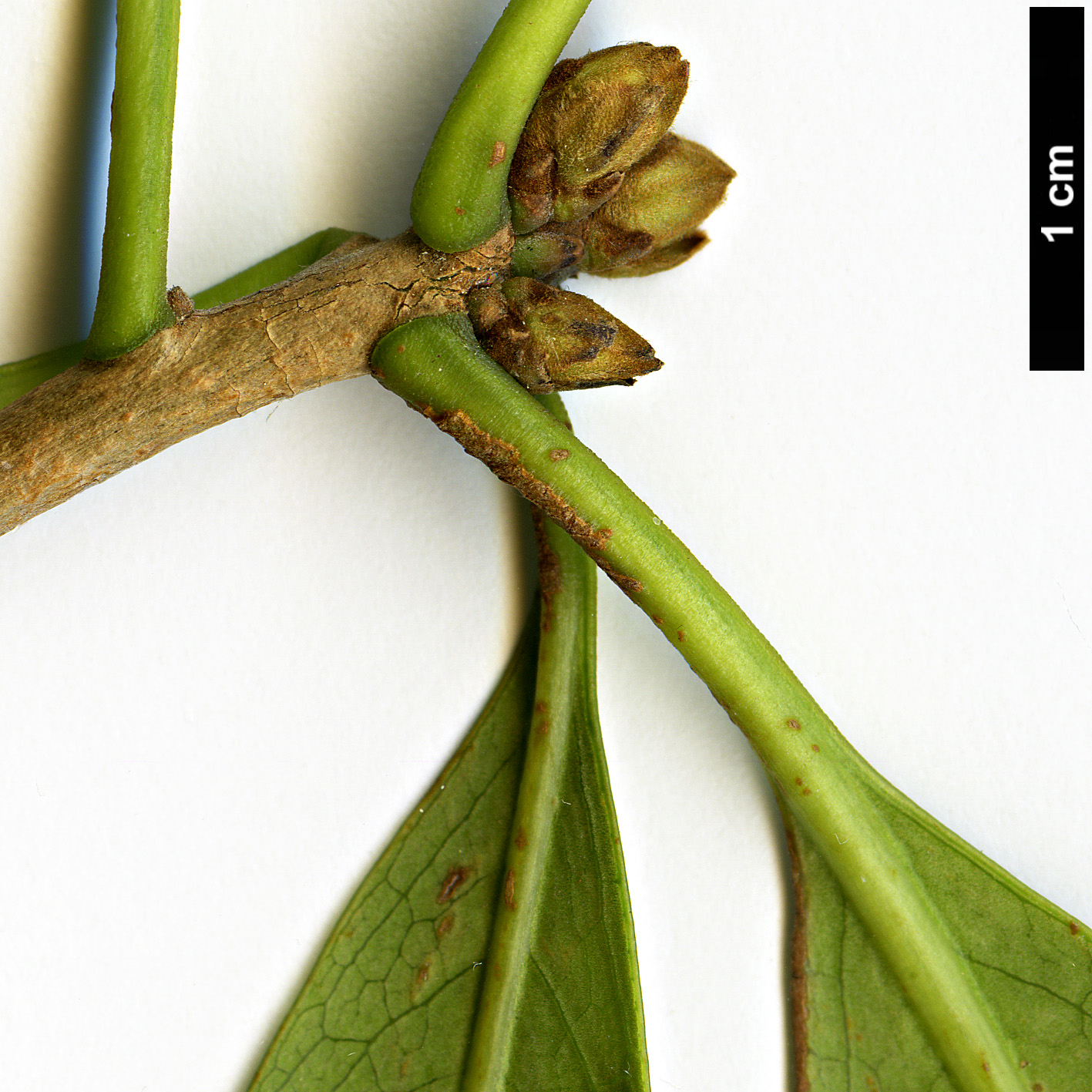 High resolution image: Family: Pittosporaceae - Genus: Pittosporum - Taxon: coriaceum High resolution image: Family: Pittosporaceae - Genus: Pittosporum - Taxon: coriaceum