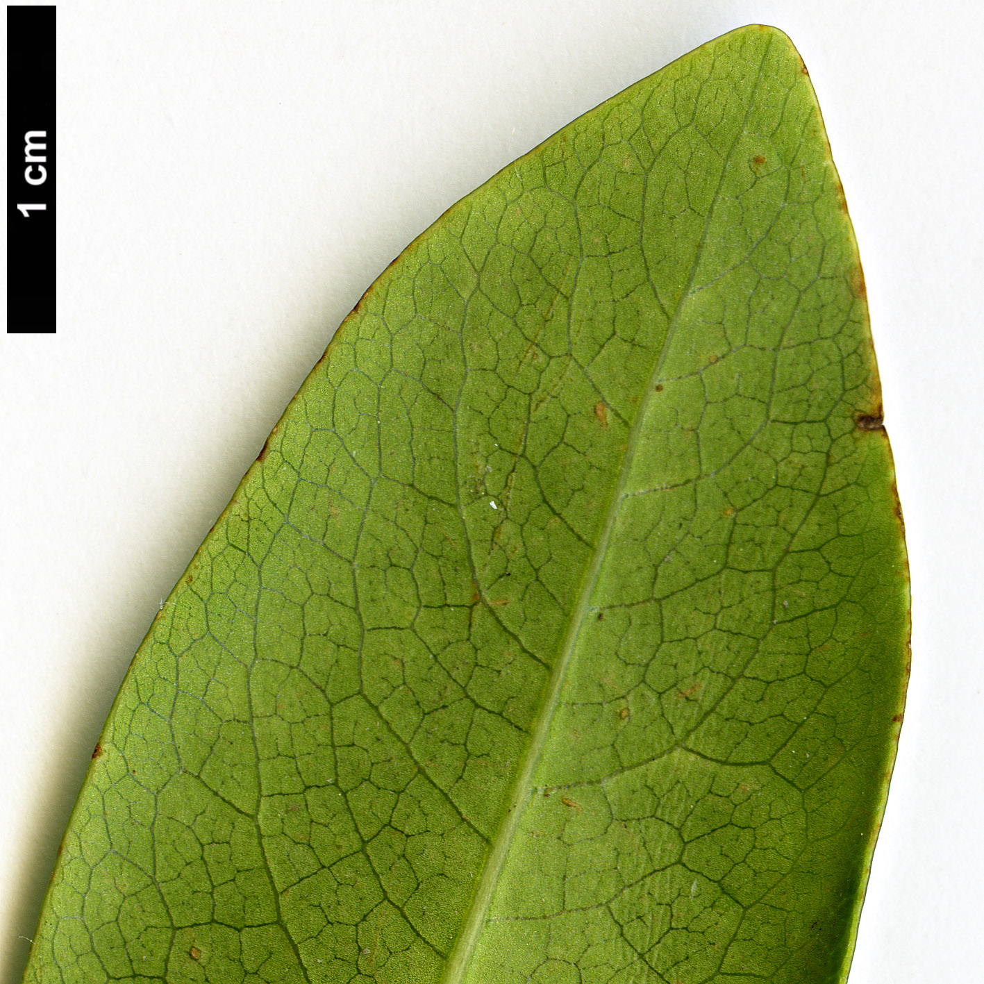 High resolution image: Family: Pittosporaceae - Genus: Pittosporum - Taxon: coriaceum High resolution image: Family: Pittosporaceae - Genus: Pittosporum - Taxon: coriaceum