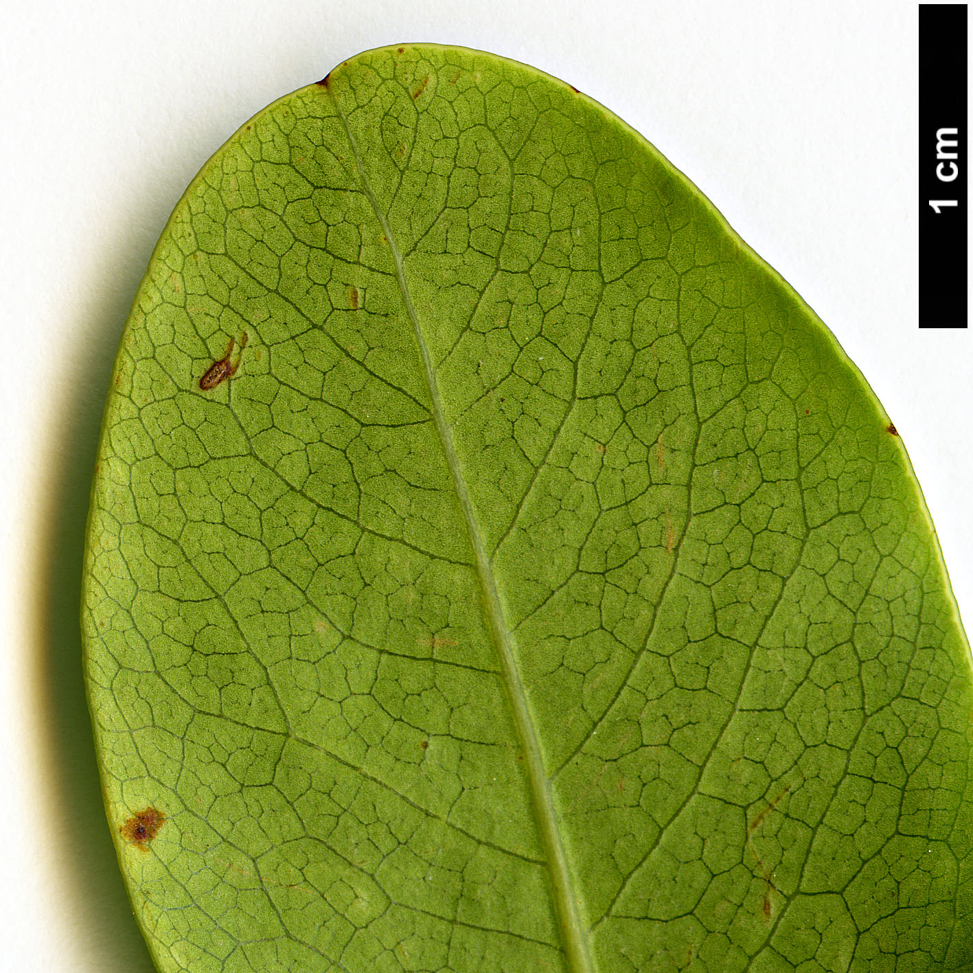 High resolution image: Family: Pittosporaceae - Genus: Pittosporum - Taxon: coriaceum High resolution image: Family: Pittosporaceae - Genus: Pittosporum - Taxon: coriaceum