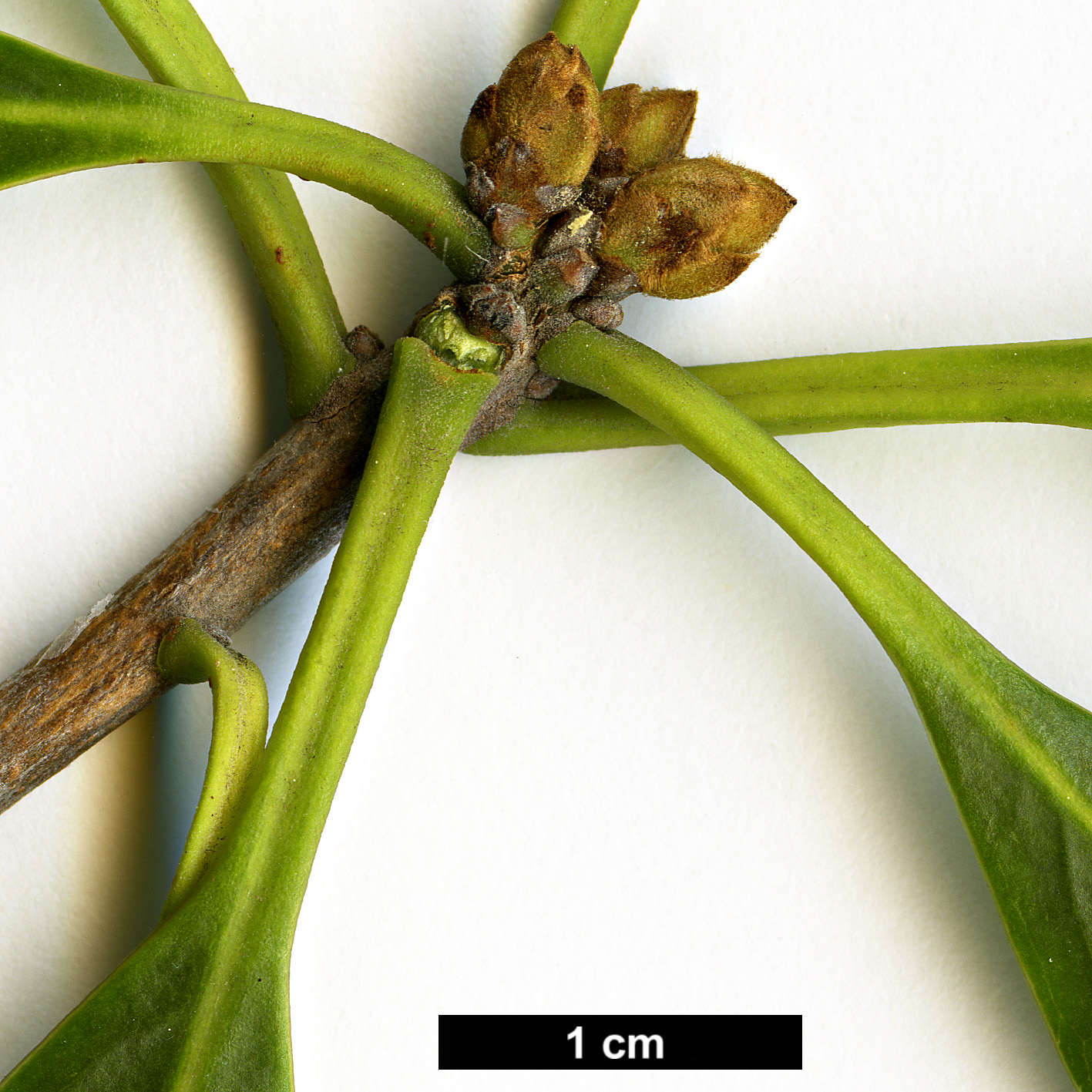 High resolution image: Family: Pittosporaceae - Genus: Pittosporum - Taxon: coriaceum High resolution image: Family: Pittosporaceae - Genus: Pittosporum - Taxon: coriaceum