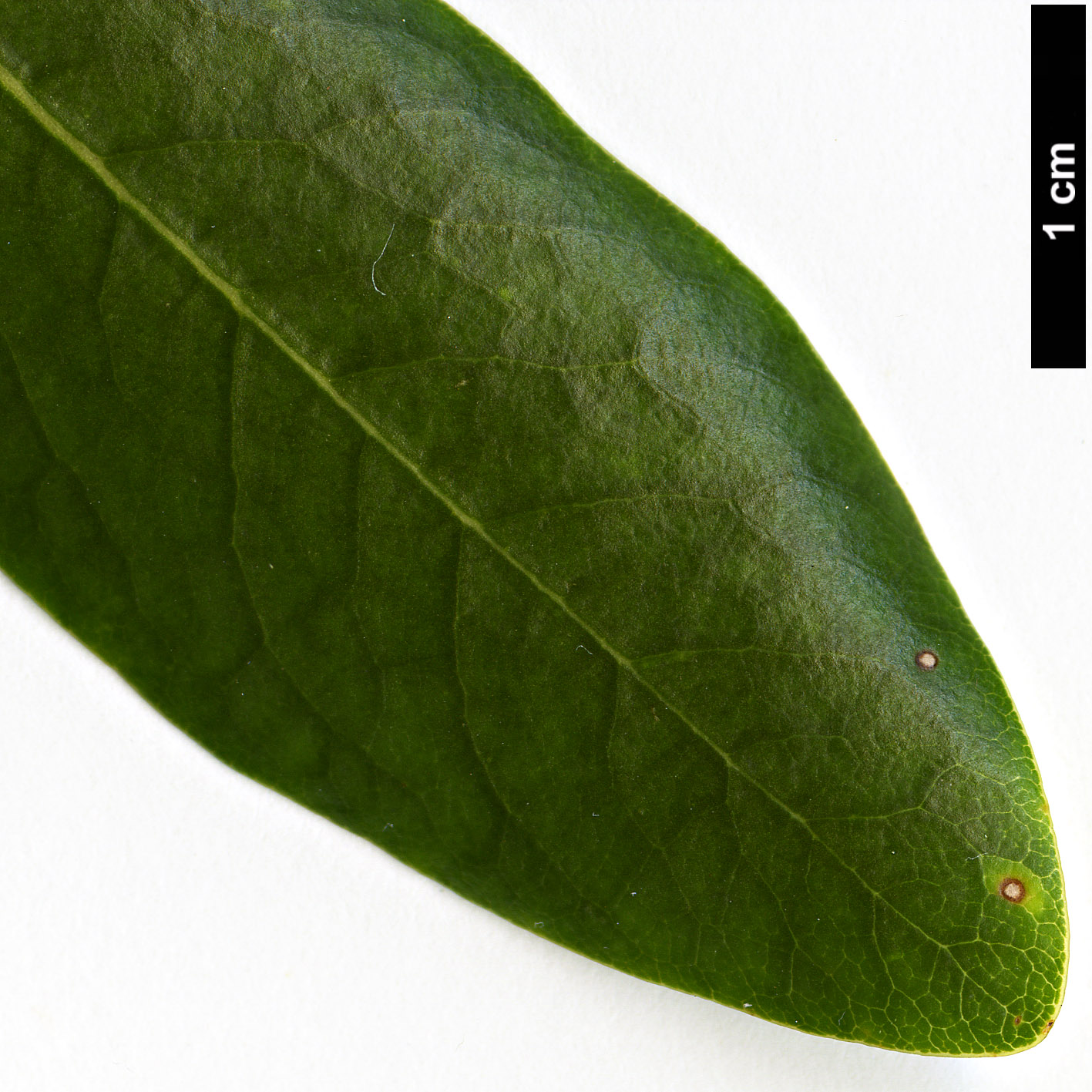 High resolution image: Family: Pittosporaceae - Genus: Pittosporum - Taxon: coriaceum High resolution image: Family: Pittosporaceae - Genus: Pittosporum - Taxon: coriaceum