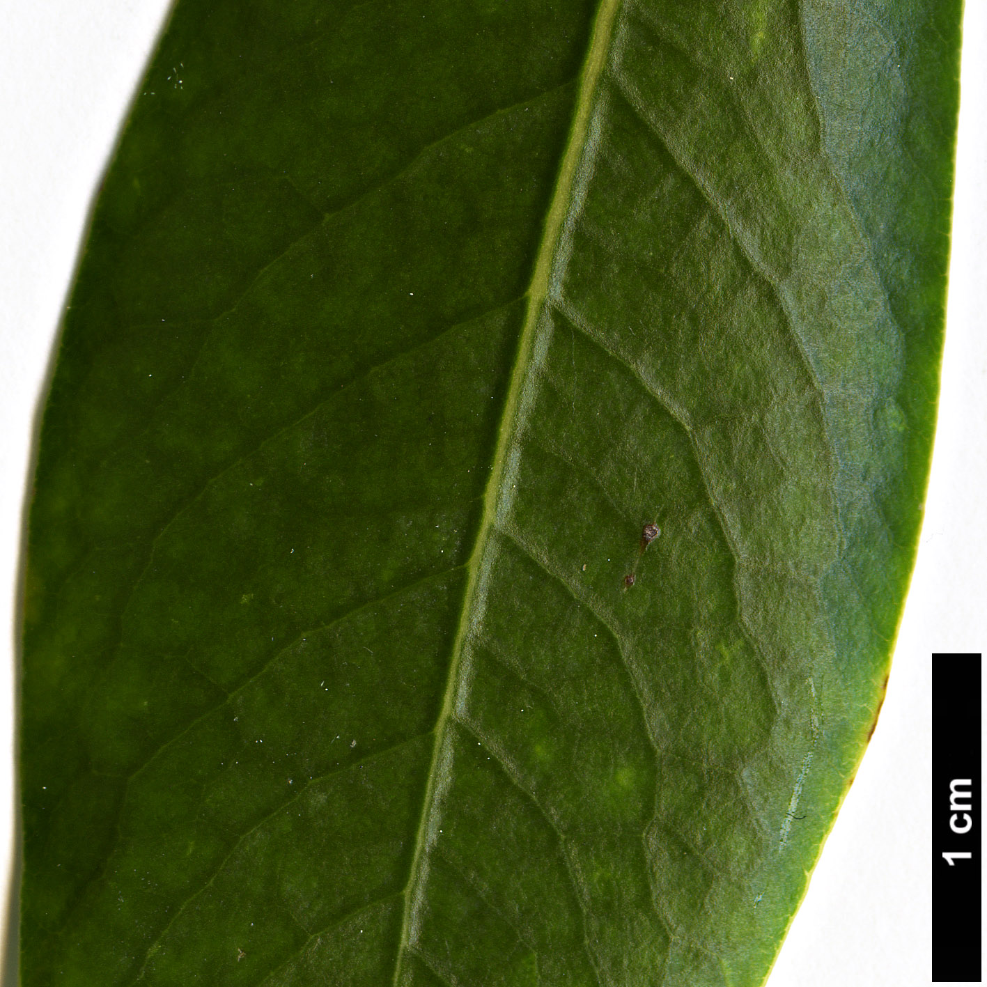 High resolution image: Family: Pittosporaceae - Genus: Pittosporum - Taxon: coriaceum High resolution image: Family: Pittosporaceae - Genus: Pittosporum - Taxon: coriaceum