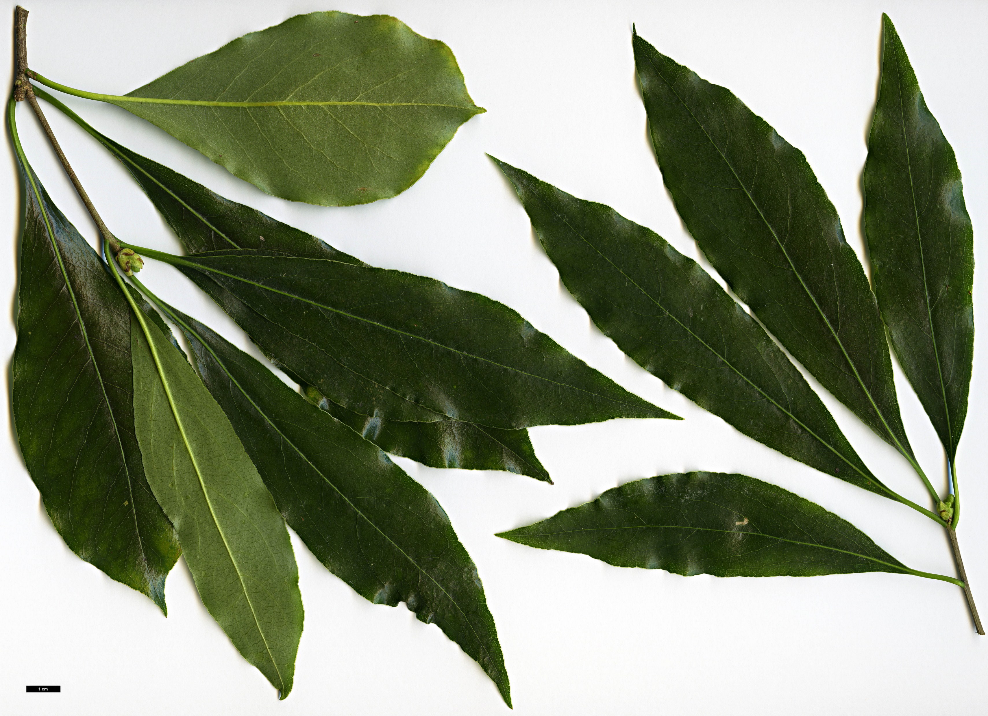 High resolution image: Family: Pittosporaceae - Genus: Pittosporum - Taxon: crispulum High resolution image: Family: Pittosporaceae - Genus: Pittosporum - Taxon: crispulum