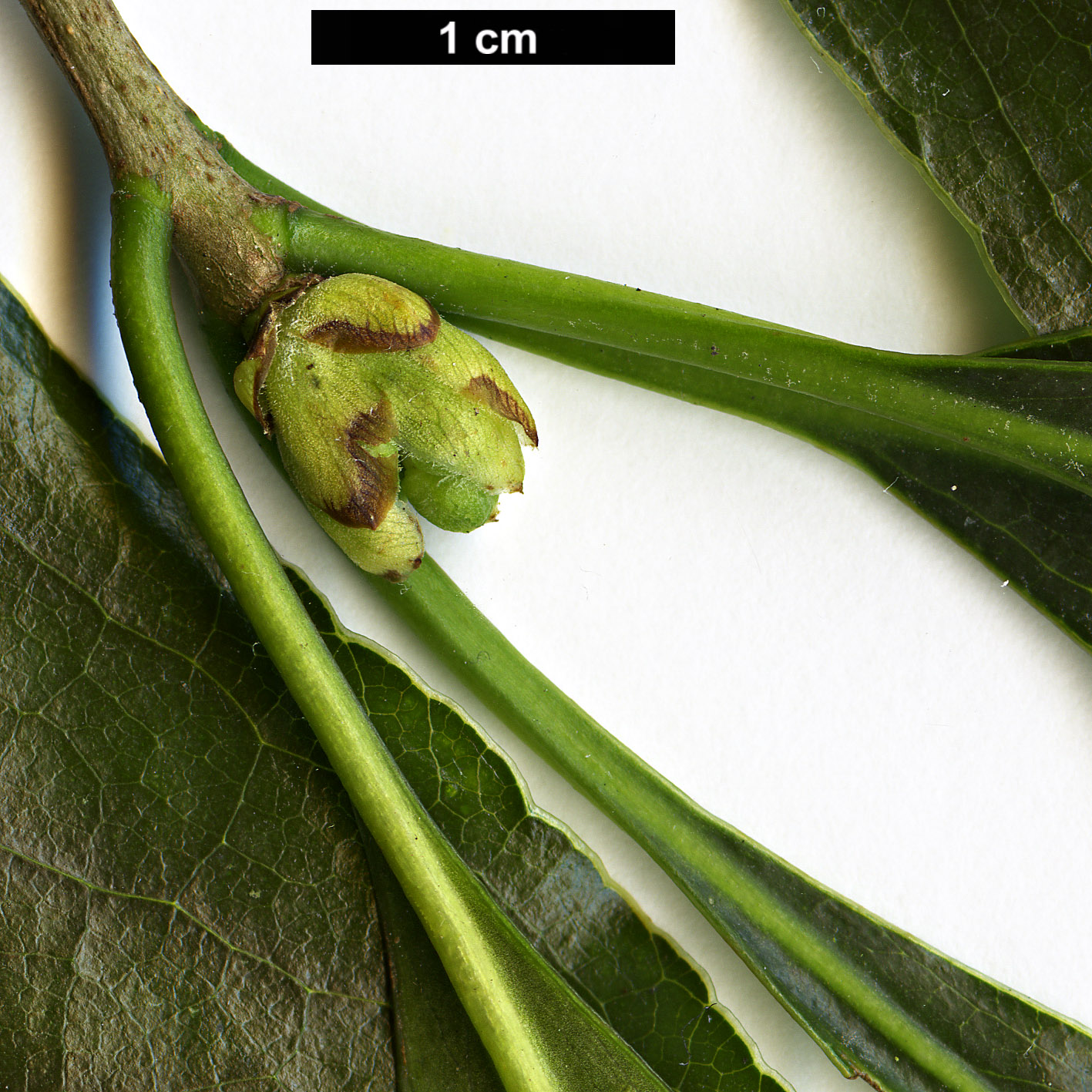 High resolution image: Family: Pittosporaceae - Genus: Pittosporum - Taxon: crispulum High resolution image: Family: Pittosporaceae - Genus: Pittosporum - Taxon: crispulum