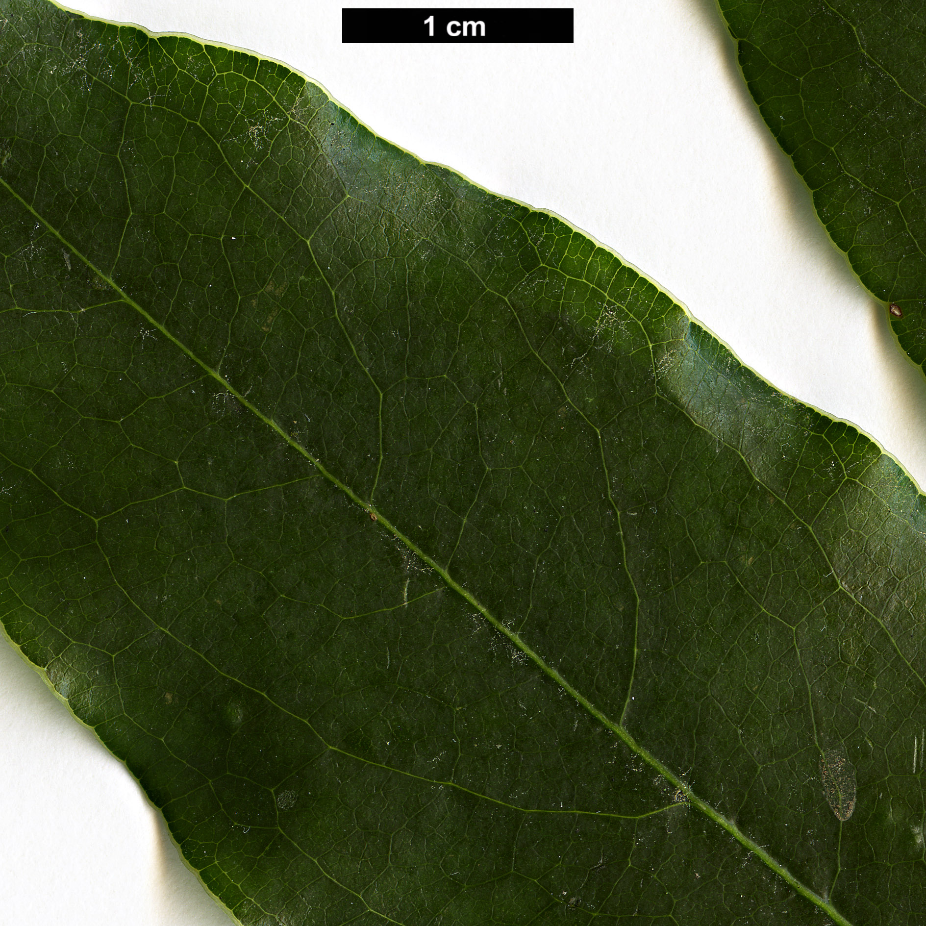 High resolution image: Family: Pittosporaceae - Genus: Pittosporum - Taxon: crispulum High resolution image: Family: Pittosporaceae - Genus: Pittosporum - Taxon: crispulum