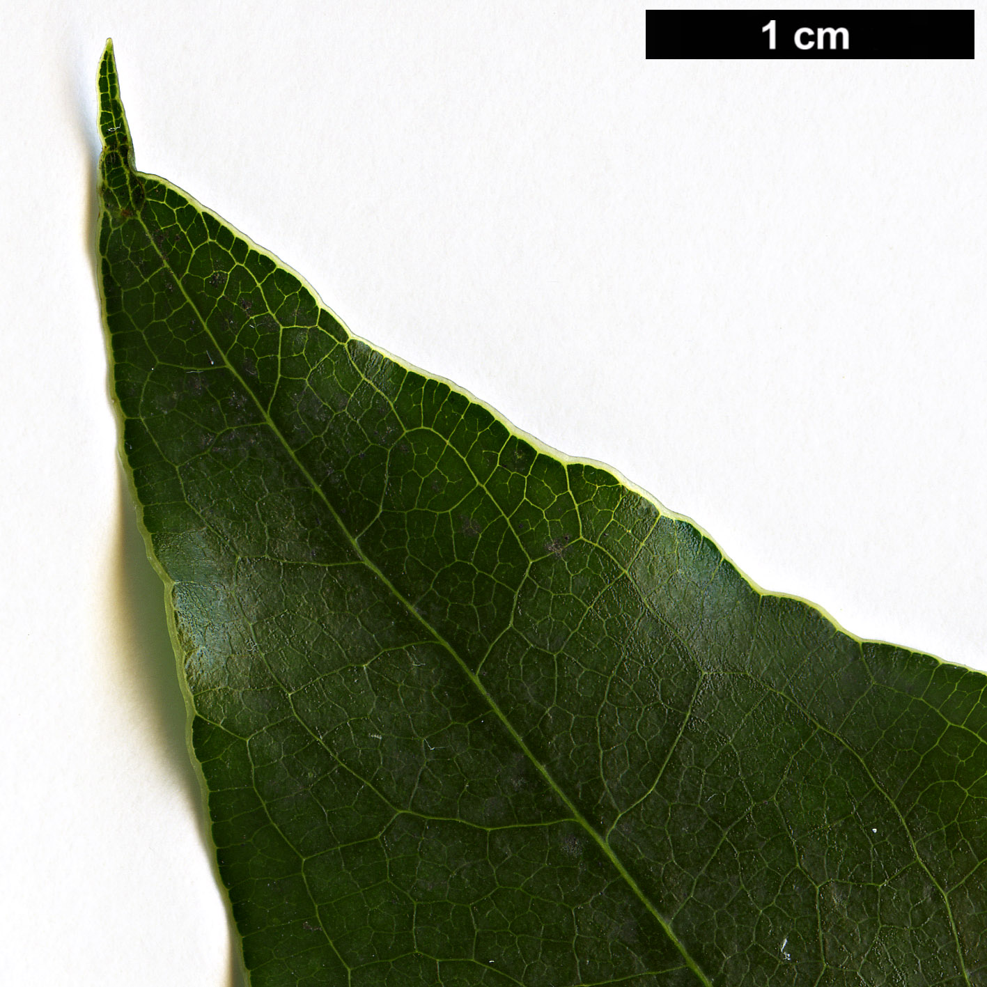 High resolution image: Family: Pittosporaceae - Genus: Pittosporum - Taxon: crispulum High resolution image: Family: Pittosporaceae - Genus: Pittosporum - Taxon: crispulum