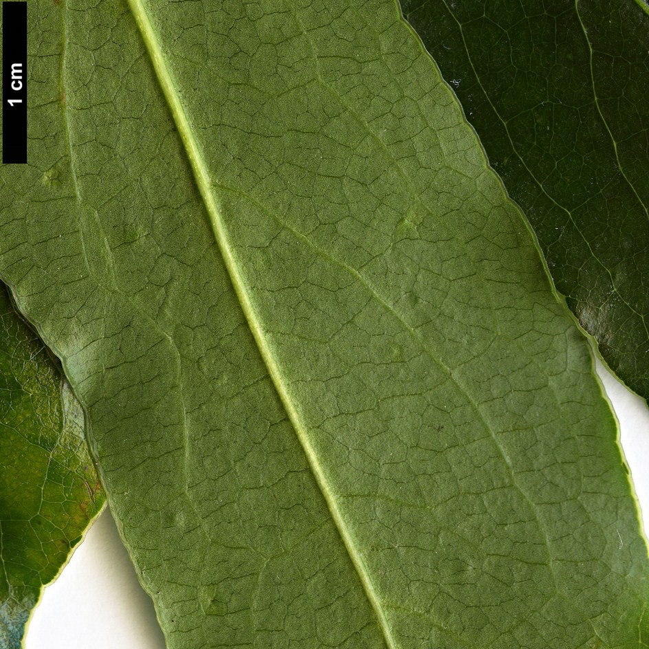 High resolution image: Family: Pittosporaceae - Genus: Pittosporum - Taxon: crispulum High resolution image: Family: Pittosporaceae - Genus: Pittosporum - Taxon: crispulum