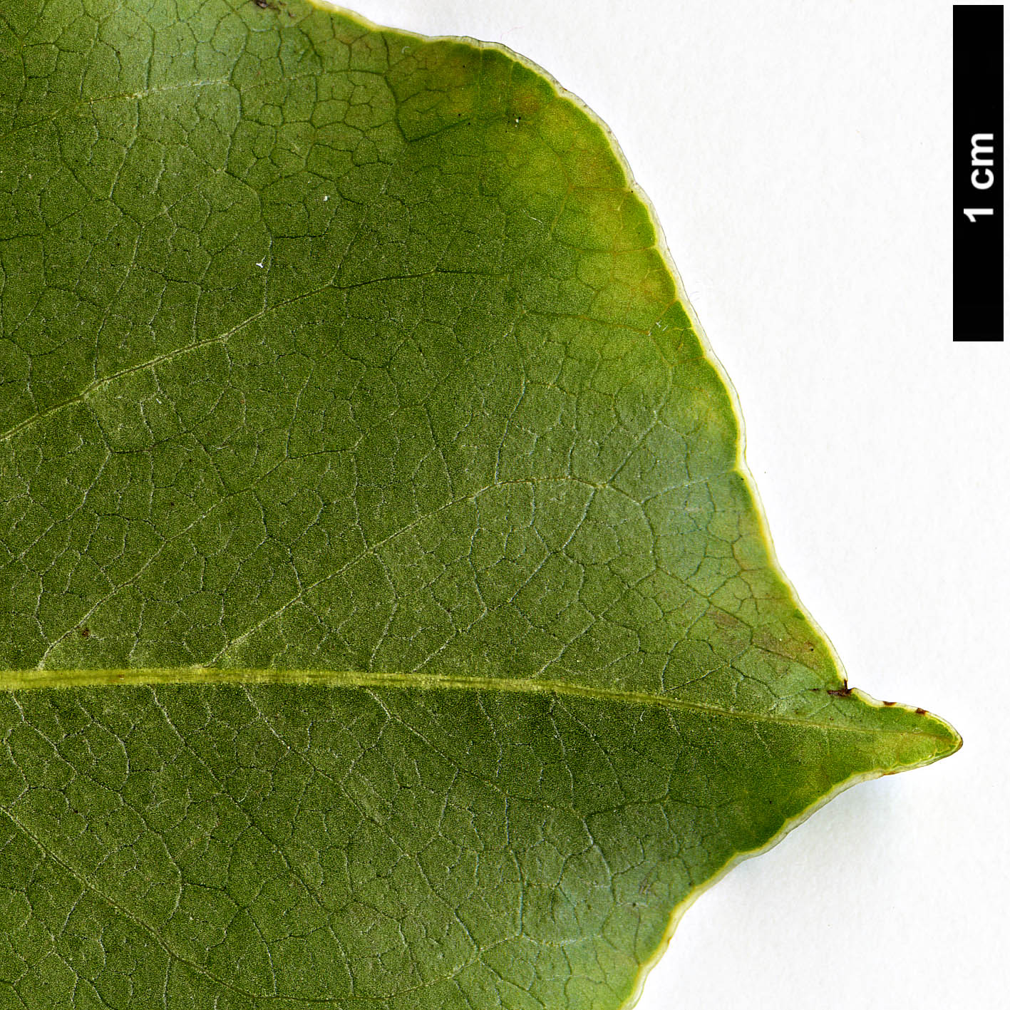 High resolution image: Family: Pittosporaceae - Genus: Pittosporum - Taxon: crispulum High resolution image: Family: Pittosporaceae - Genus: Pittosporum - Taxon: crispulum