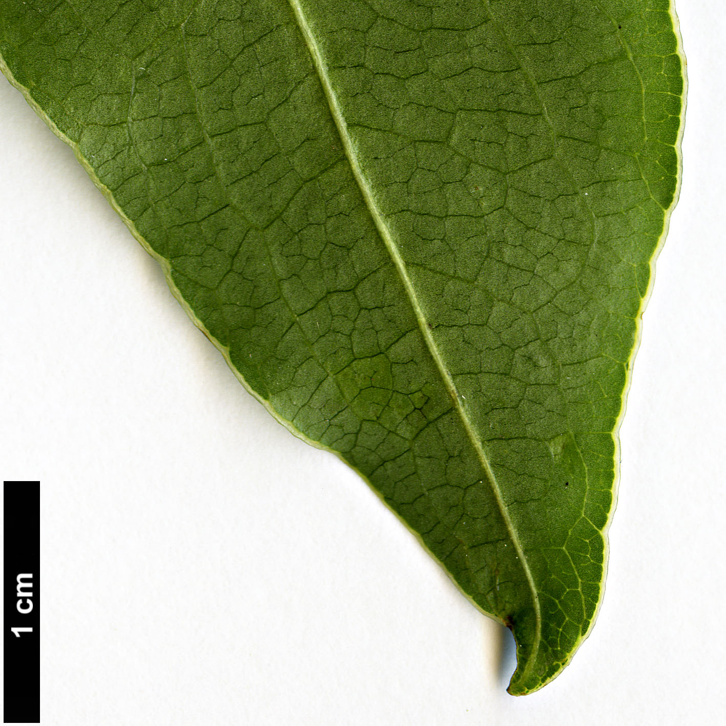 High resolution image: Family: Pittosporaceae - Genus: Pittosporum - Taxon: crispulum High resolution image: Family: Pittosporaceae - Genus: Pittosporum - Taxon: crispulum