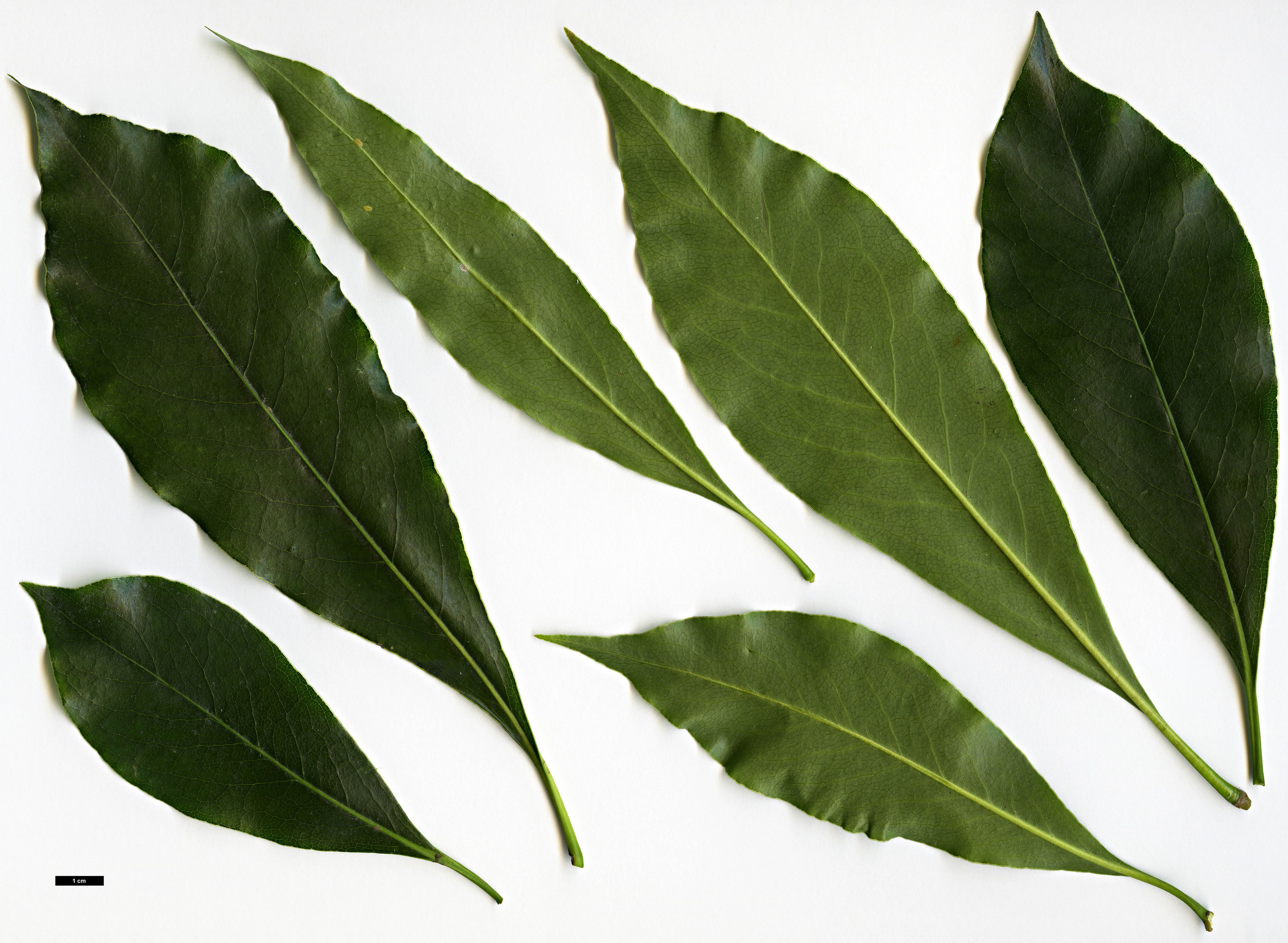 High resolution image: Family: Pittosporaceae - Genus: Pittosporum - Taxon: crispulum High resolution image: Family: Pittosporaceae - Genus: Pittosporum - Taxon: crispulum