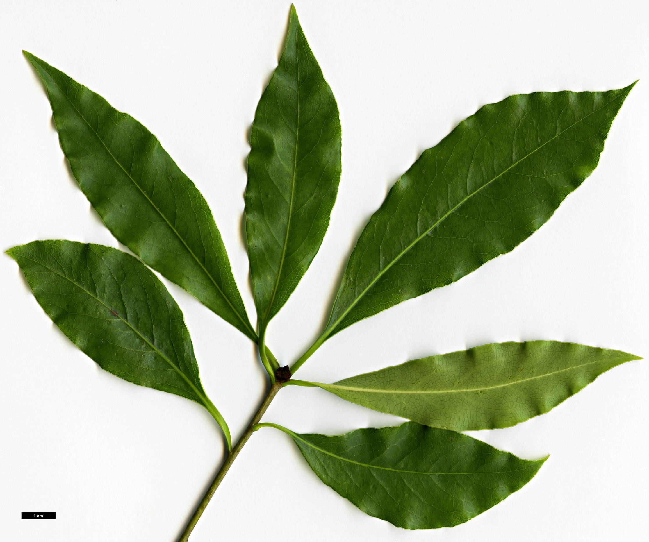 High resolution image: Family: Pittosporaceae - Genus: Pittosporum - Taxon: crispulum High resolution image: Family: Pittosporaceae - Genus: Pittosporum - Taxon: crispulum