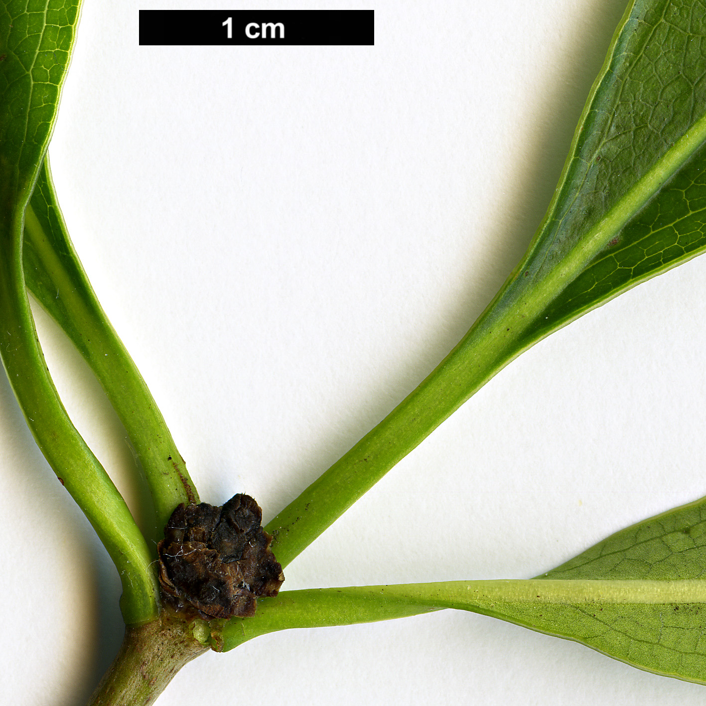 High resolution image: Family: Pittosporaceae - Genus: Pittosporum - Taxon: crispulum High resolution image: Family: Pittosporaceae - Genus: Pittosporum - Taxon: crispulum