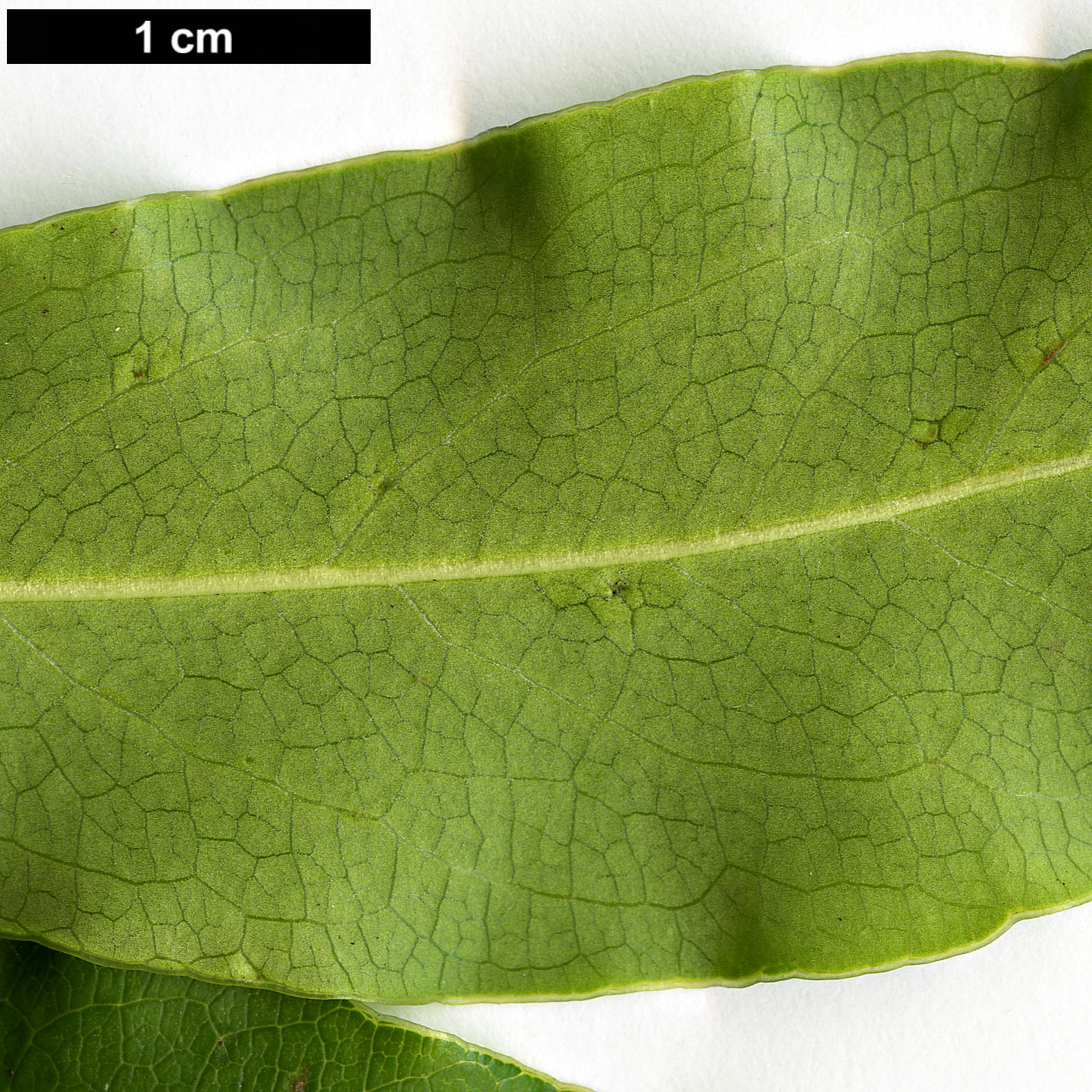 High resolution image: Family: Pittosporaceae - Genus: Pittosporum - Taxon: crispulum High resolution image: Family: Pittosporaceae - Genus: Pittosporum - Taxon: crispulum