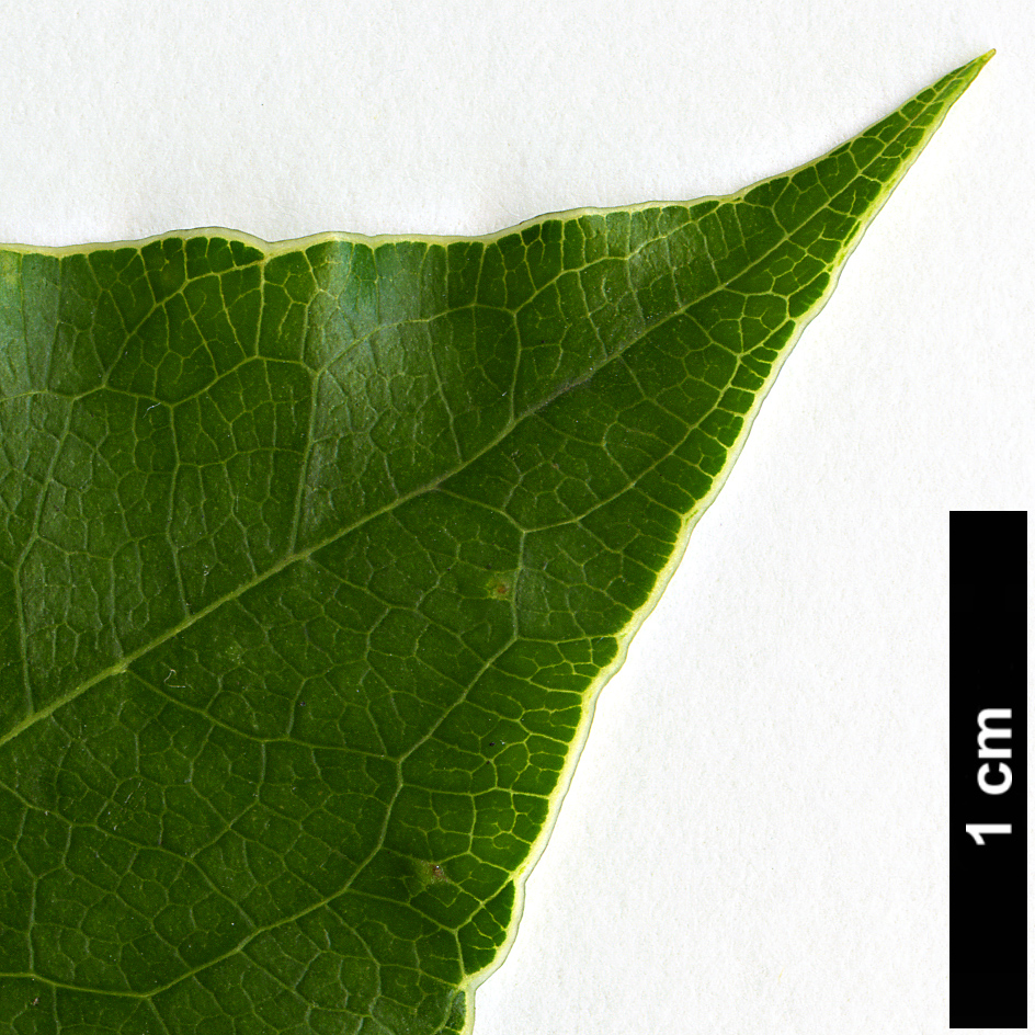 High resolution image: Family: Pittosporaceae - Genus: Pittosporum - Taxon: crispulum High resolution image: Family: Pittosporaceae - Genus: Pittosporum - Taxon: crispulum