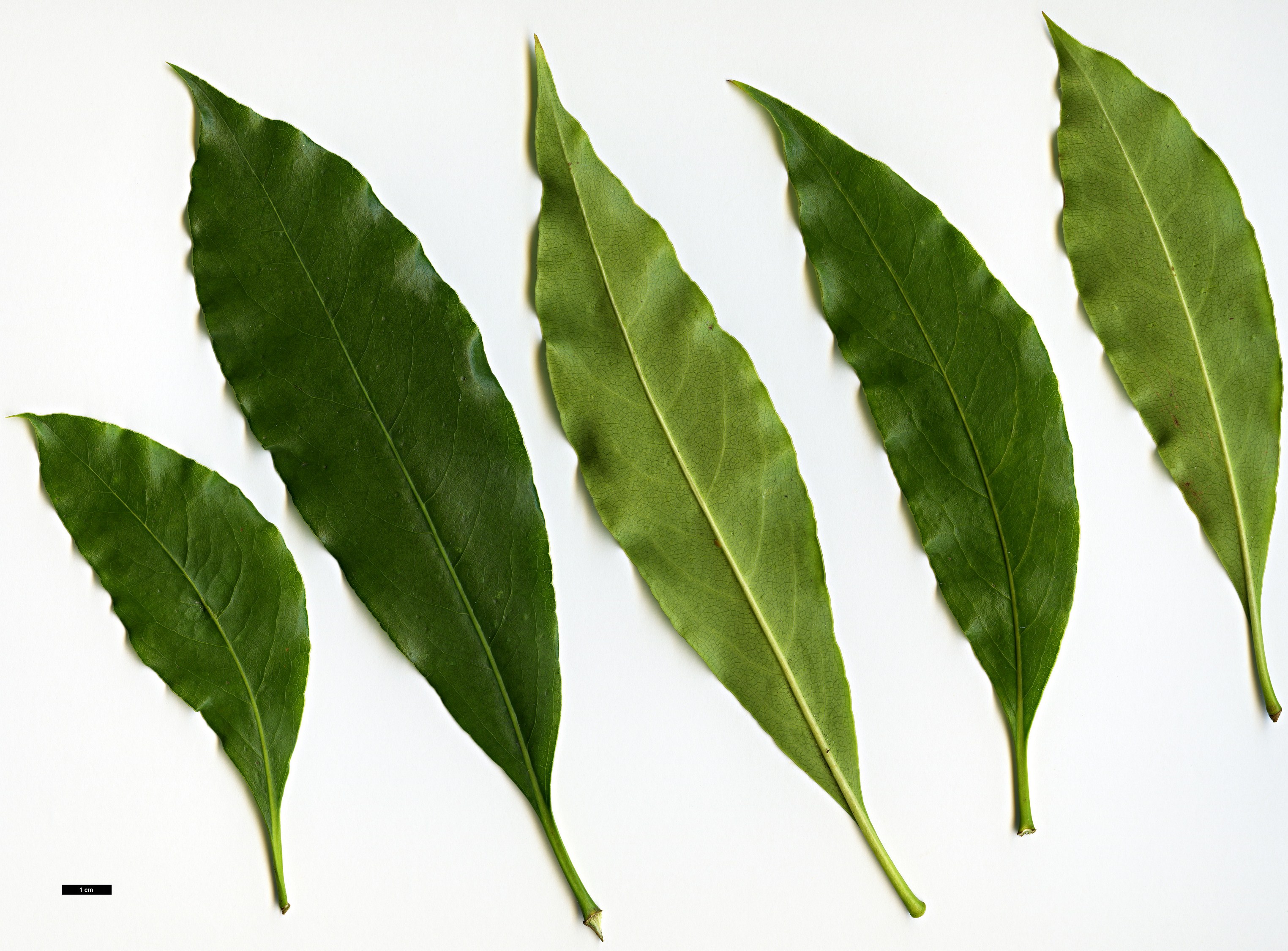 High resolution image: Family: Pittosporaceae - Genus: Pittosporum - Taxon: crispulum High resolution image: Family: Pittosporaceae - Genus: Pittosporum - Taxon: crispulum